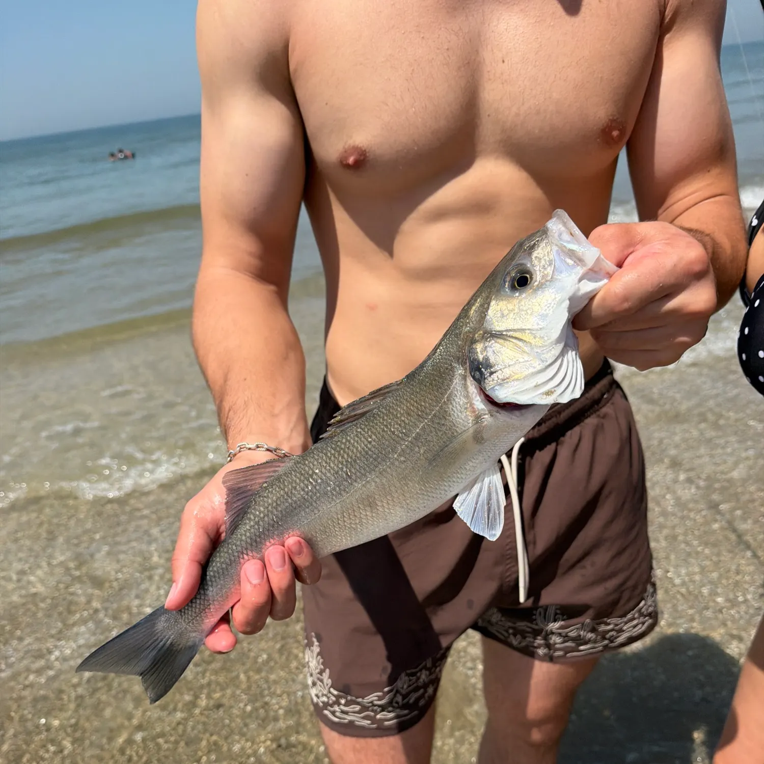 European seabass caught on Fishbrain