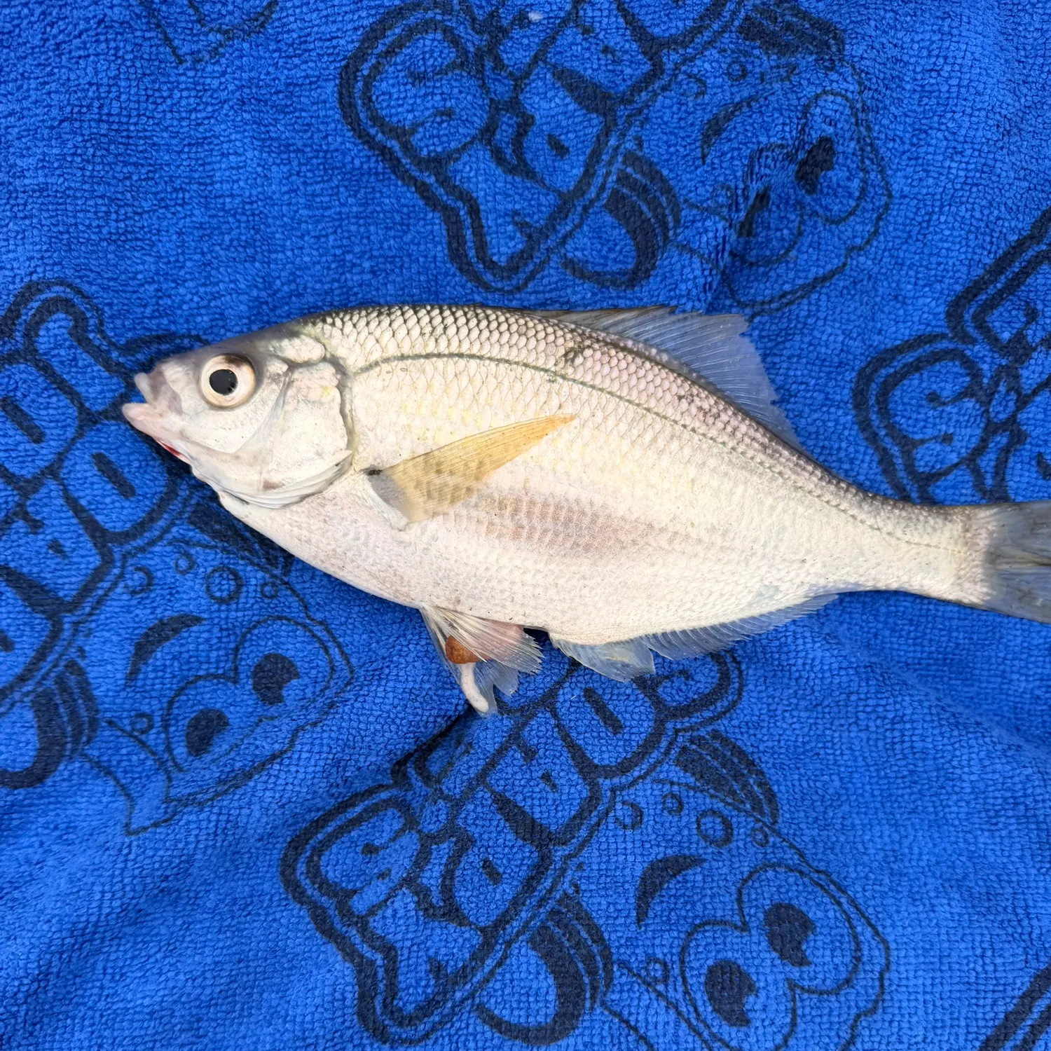 The most recent White seaperch catches on Fishbrain