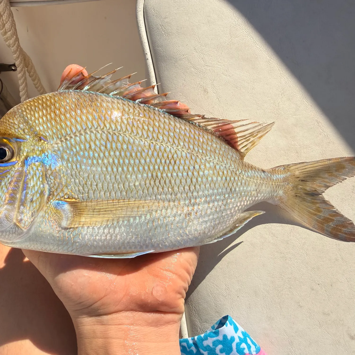 The most recent Jolthead porgy catches on Fishbrain