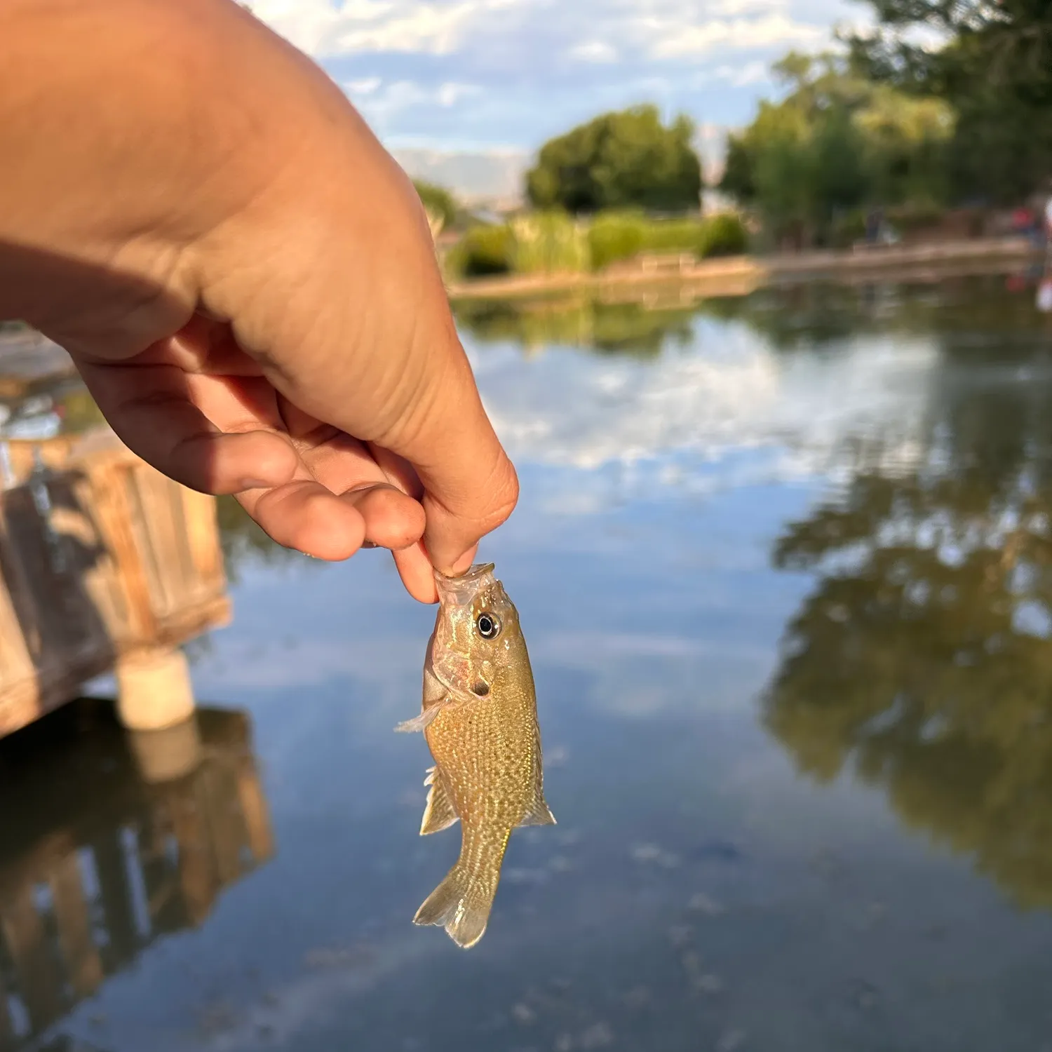 Green sunfish caught on Fishbrain