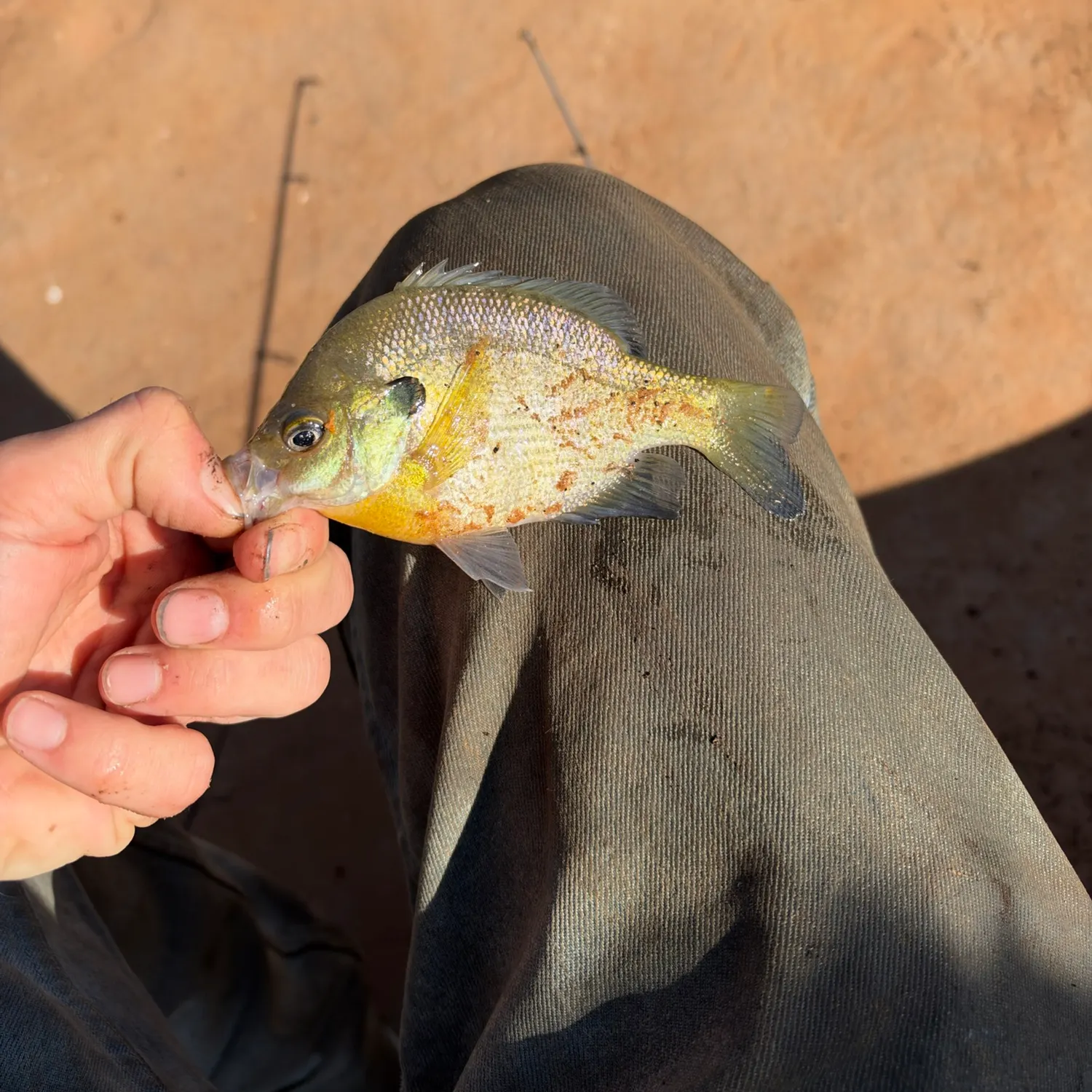 Bluegill caught on Fishbrain