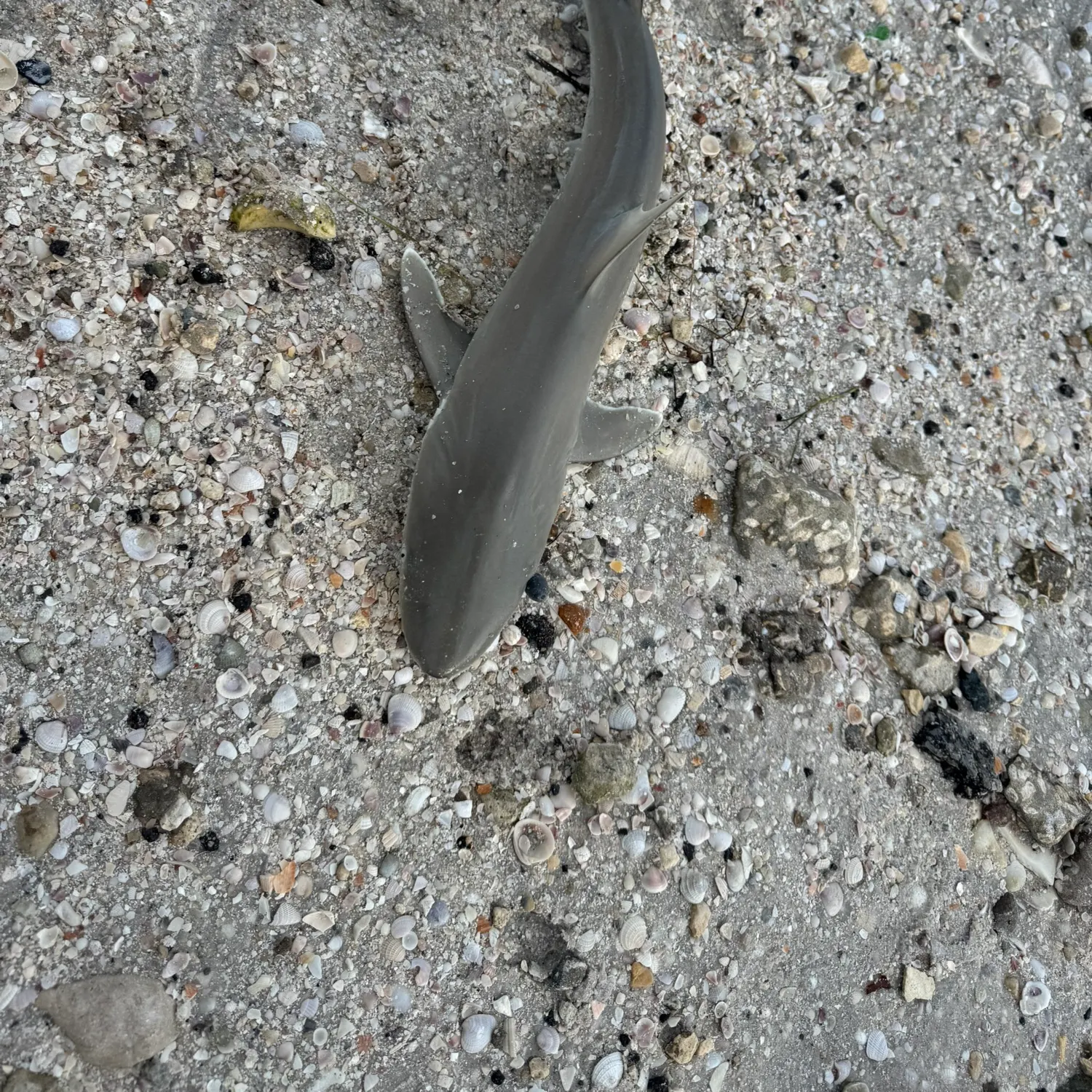 The most recent Copper shark catches on Fishbrain