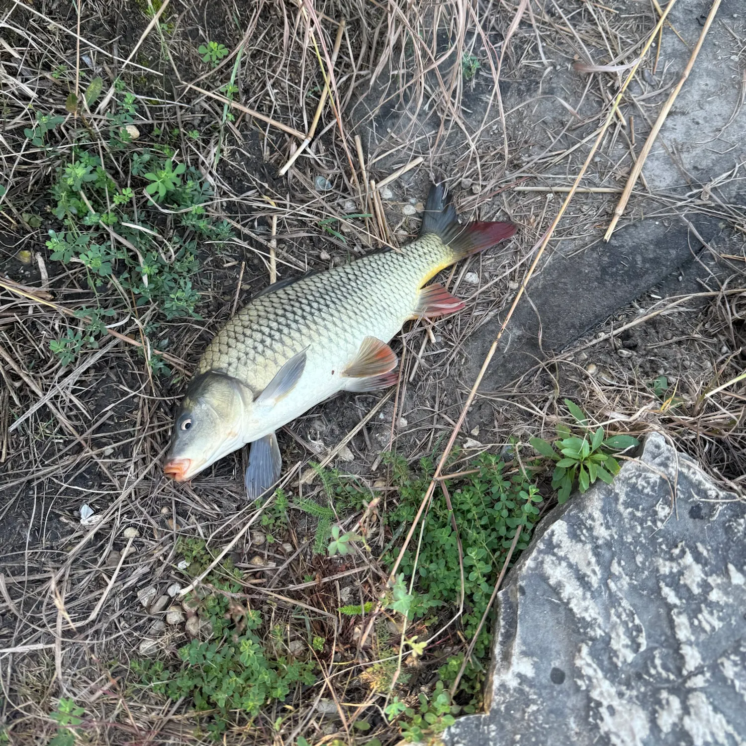 Common carp caught on Fishbrain