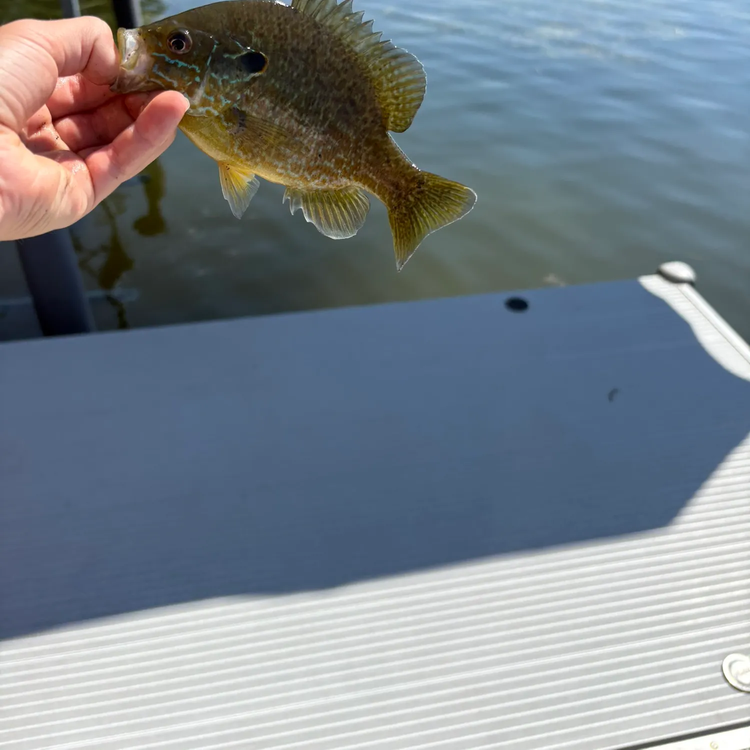 Greengill hybrid caught on Fishbrain
