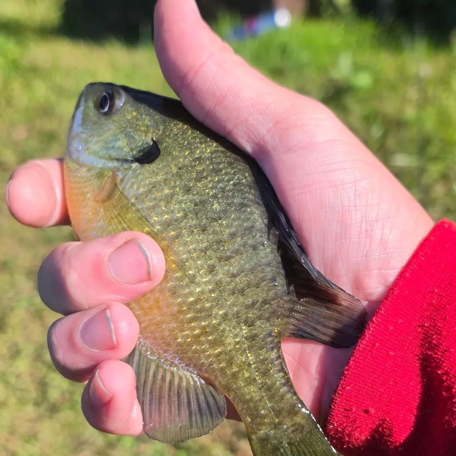 Bluegill caught on Fishbrain