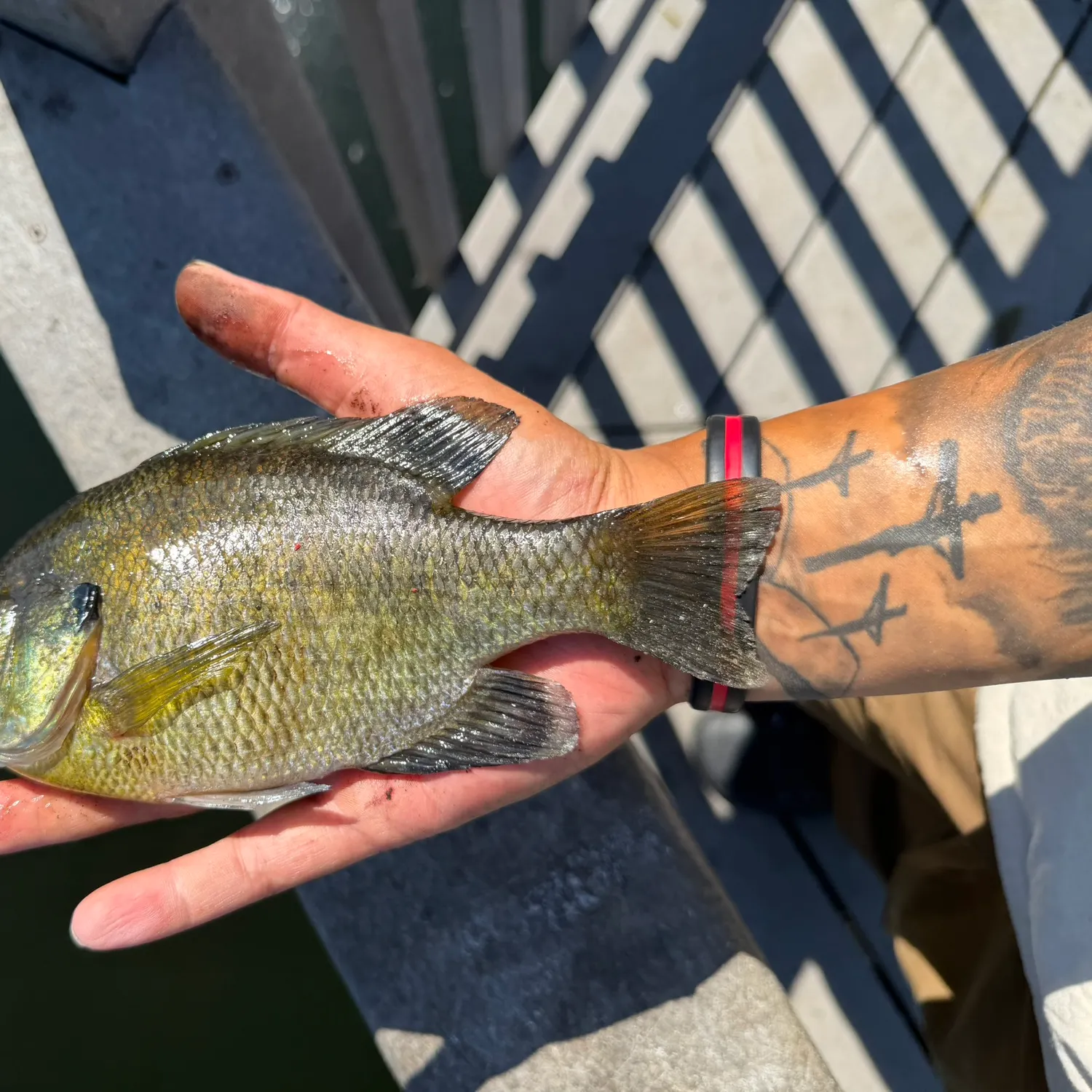 recently logged catches