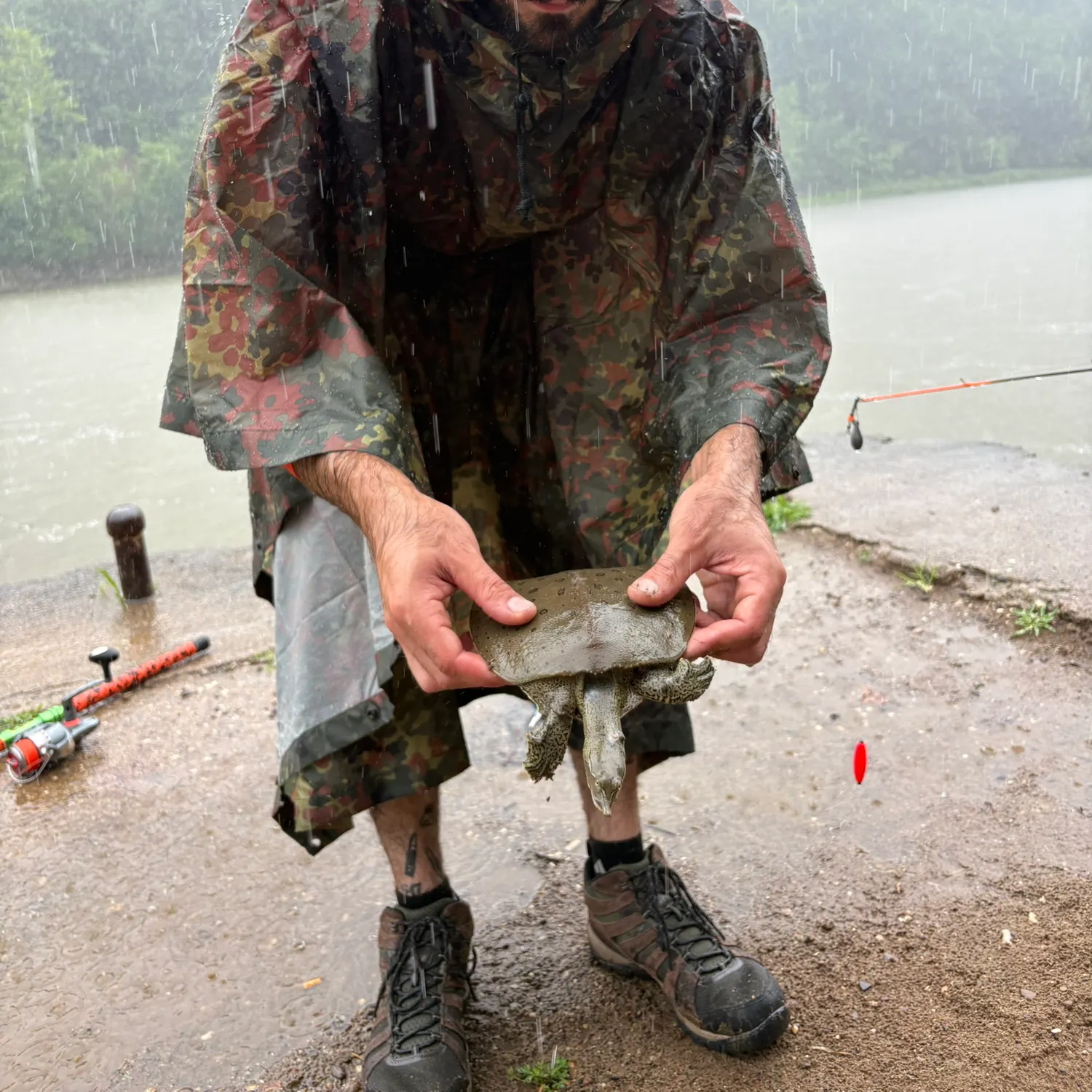 The most recent Spiny softshell turtle catches on Fishbrain