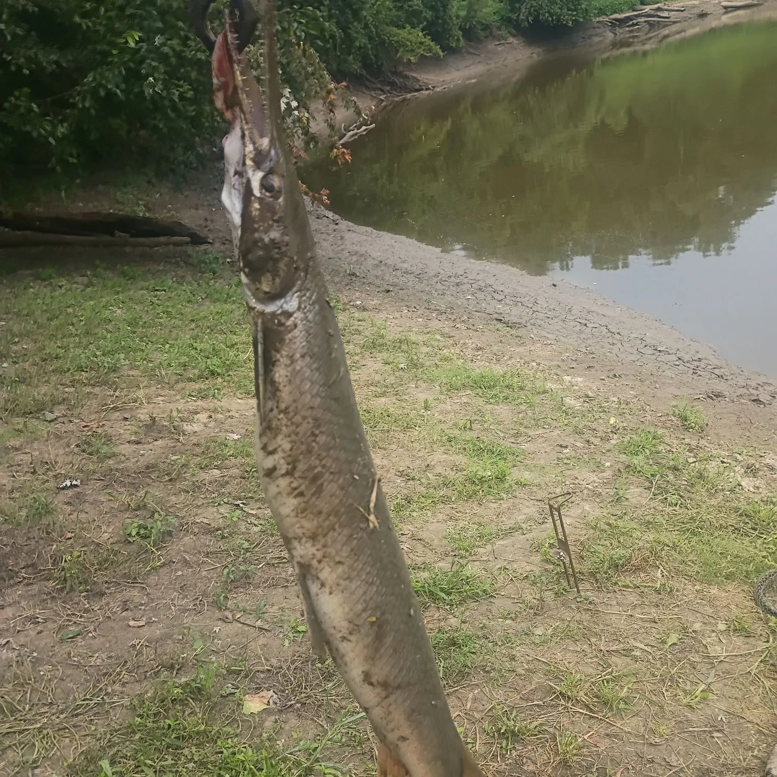 Shortnose gar caught on Fishbrain