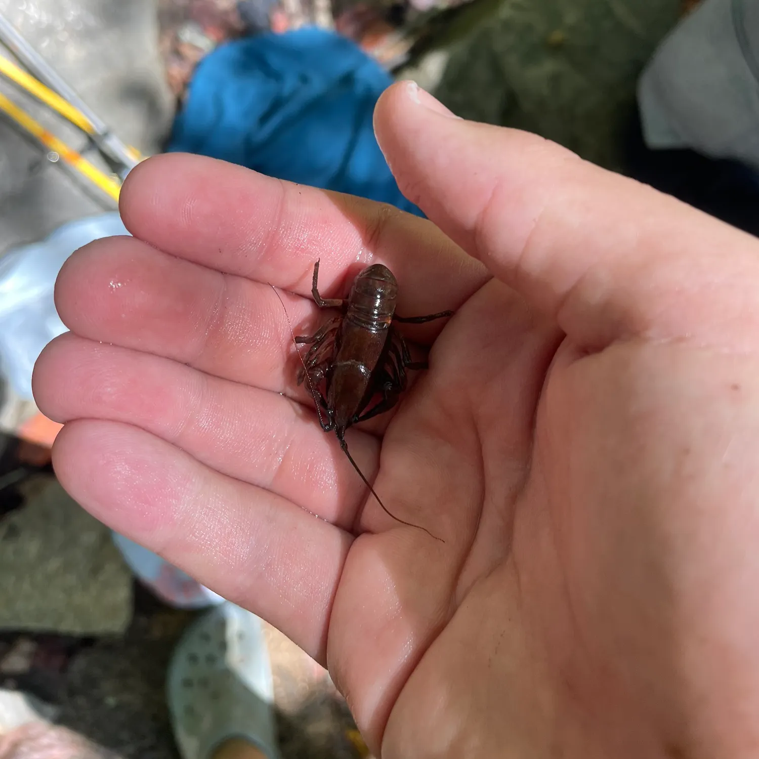 The most recent Appalachian brook crayfish catches on Fishbrain