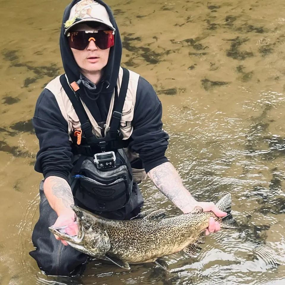 Chinook salmon caught on Fishbrain