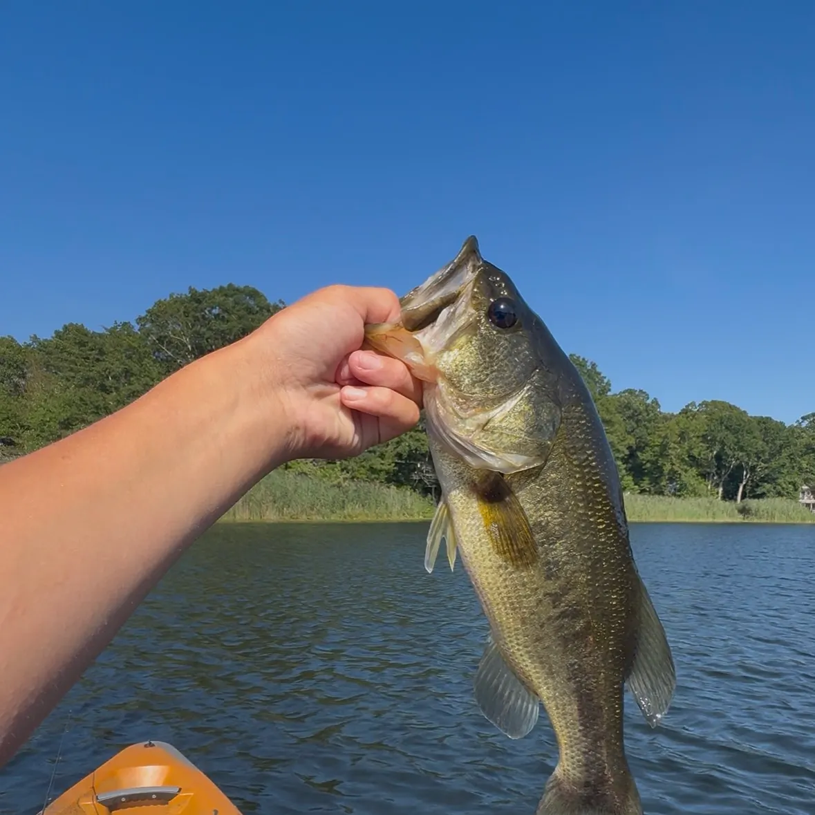 Largemouth bass caught on Fishbrain