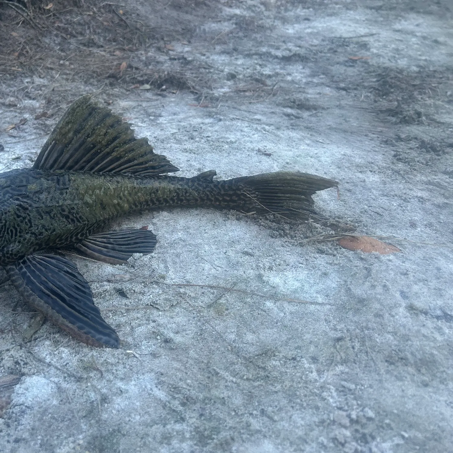 The most recent Suckermouth catfish catches on Fishbrain