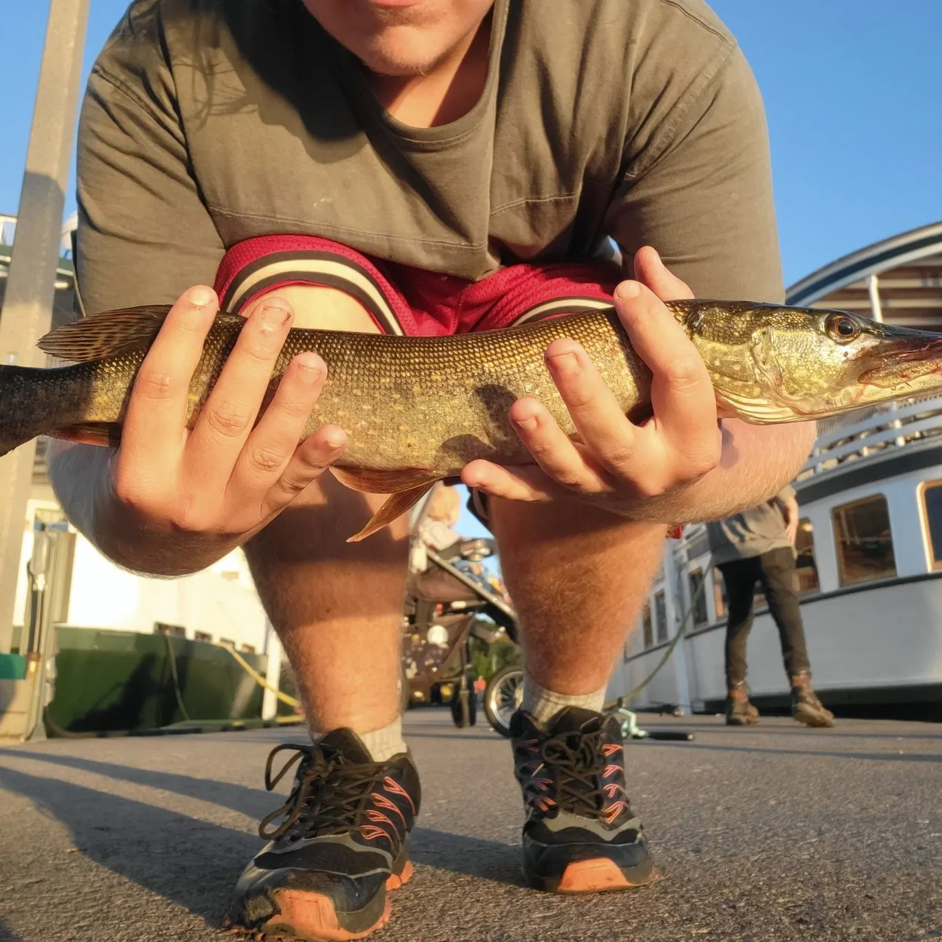 Northern pike caught on Fishbrain