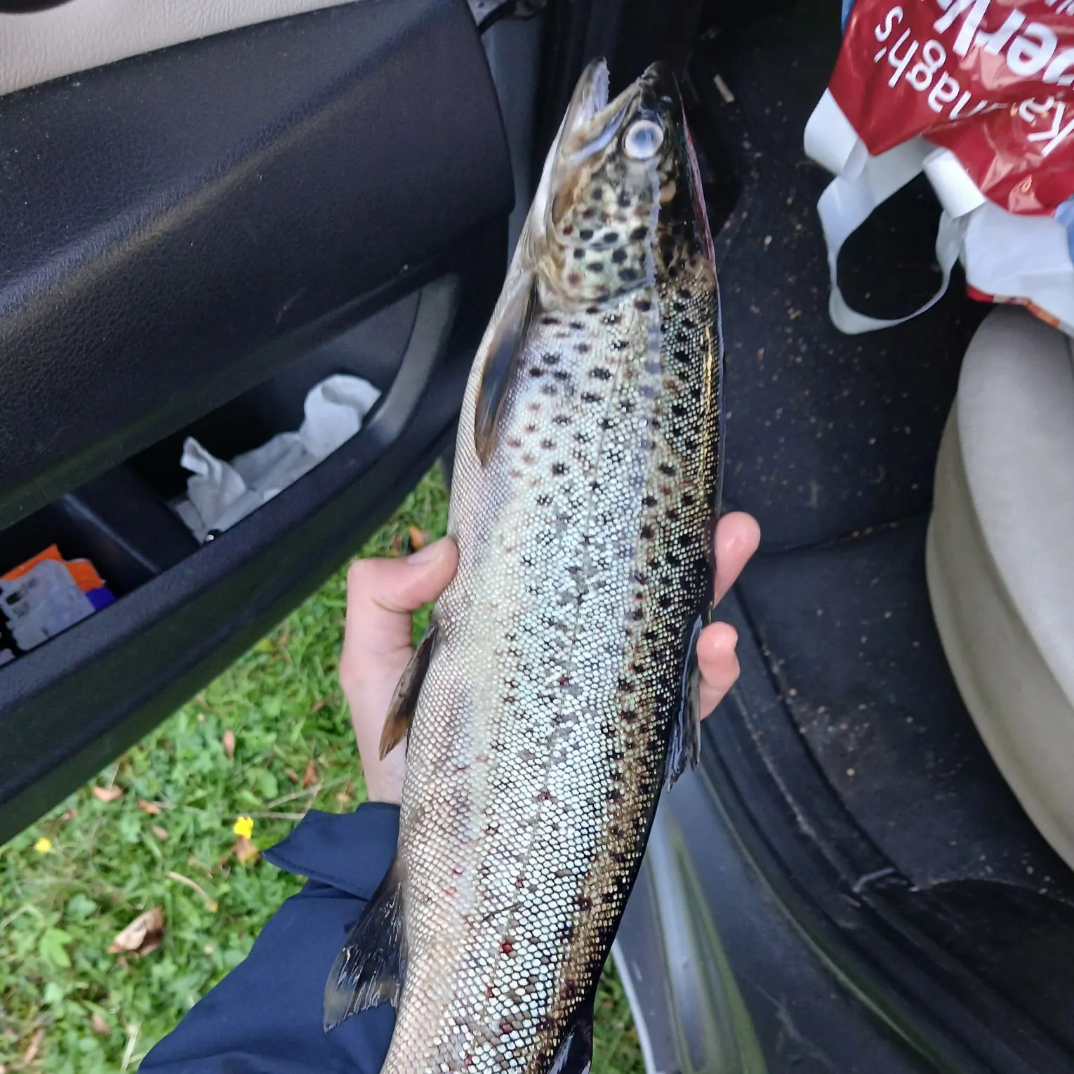 Brown trout caught on Fishbrain