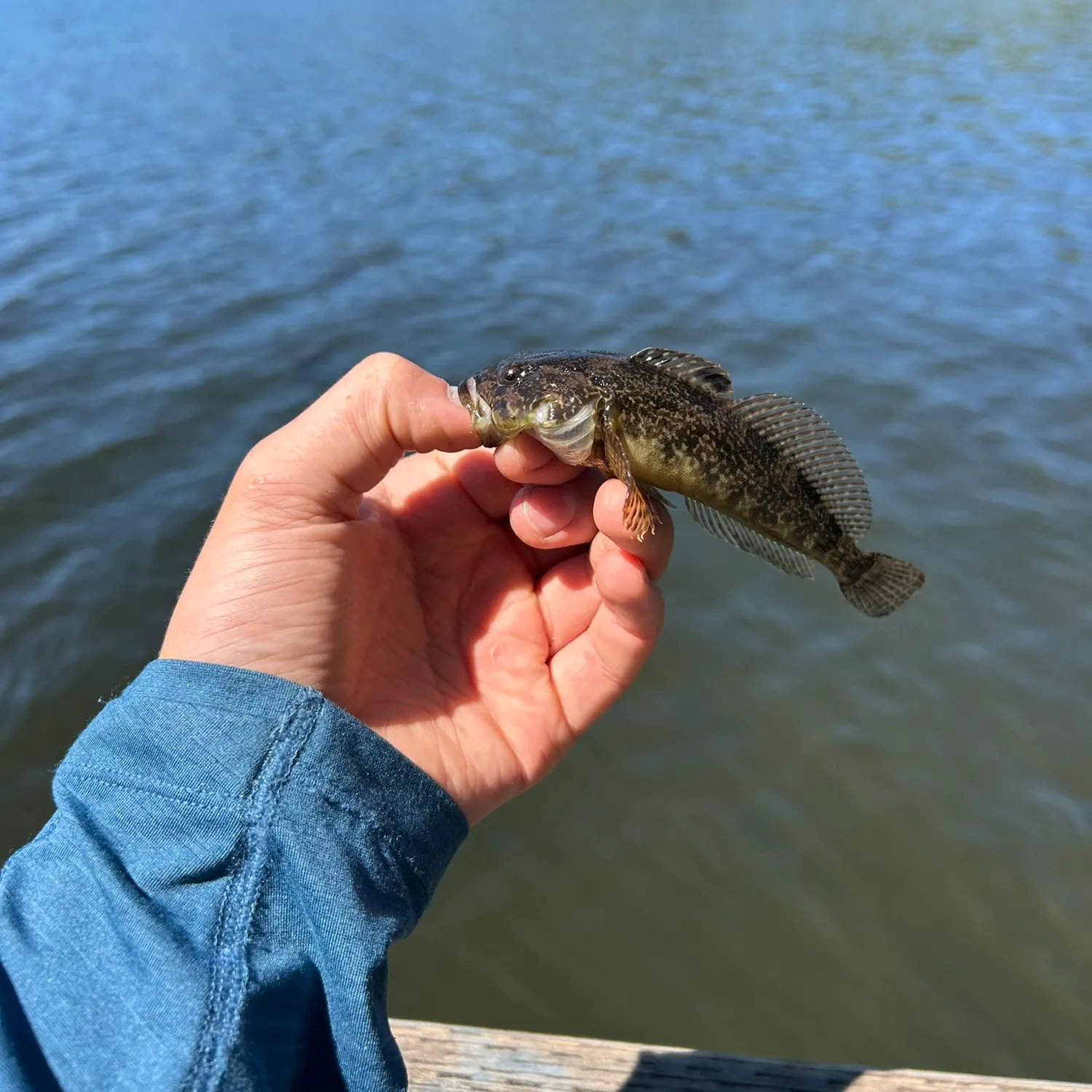 The most recent Mottled sculpin catches on Fishbrain