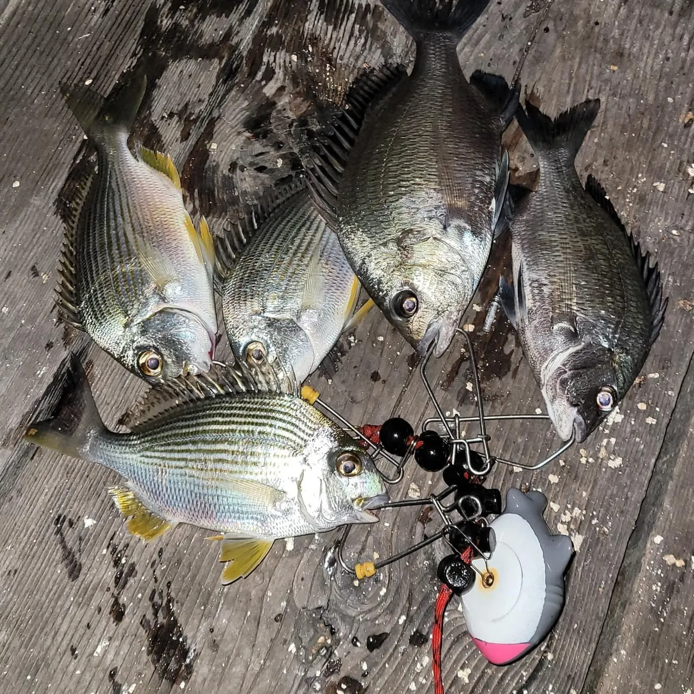 recently logged catches