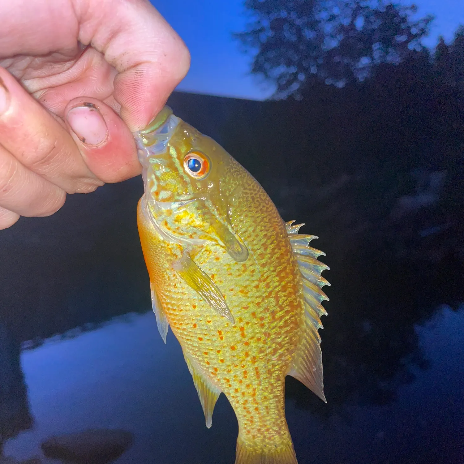 Redbreast sunfish caught on Fishbrain