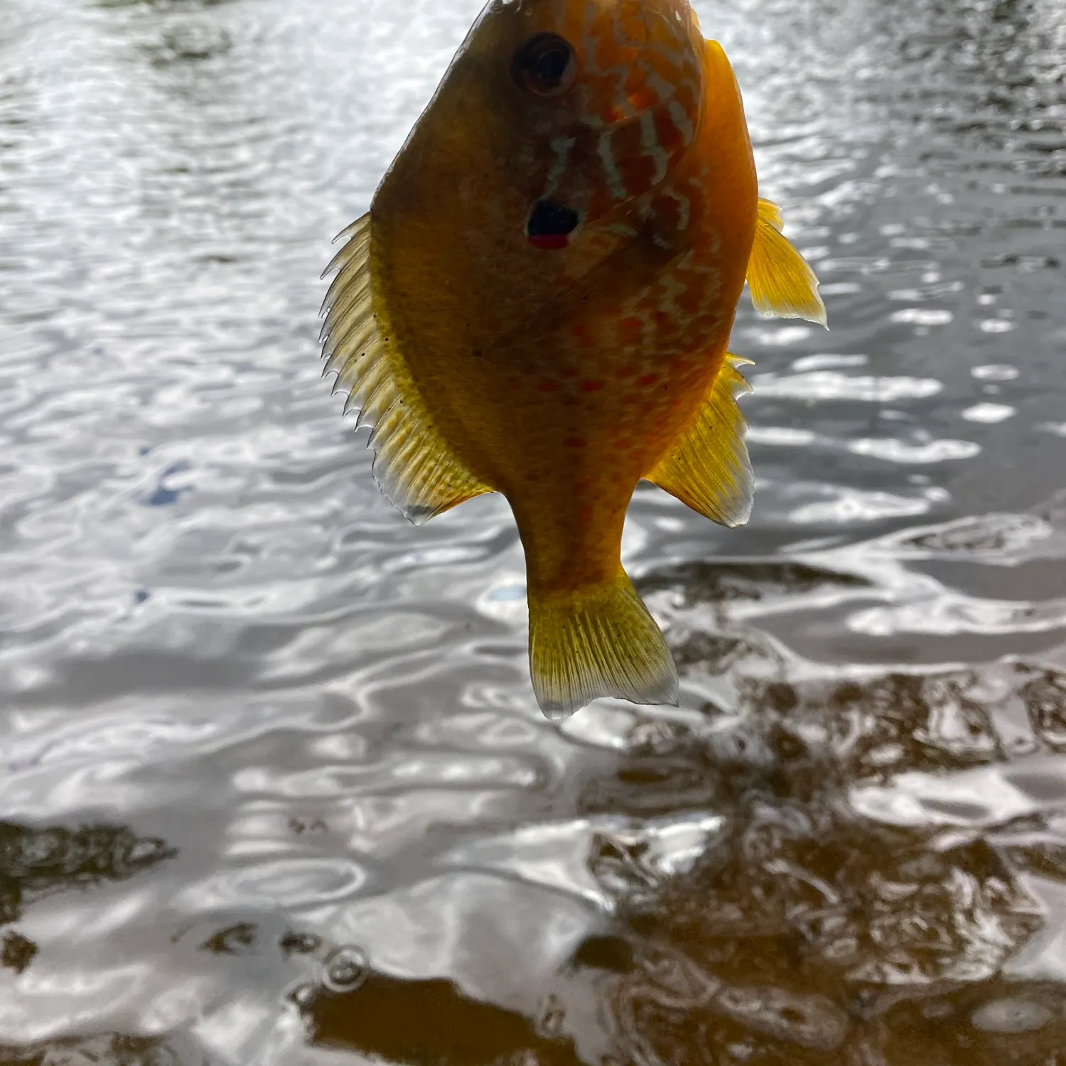 Pumpkinseed caught on Fishbrain