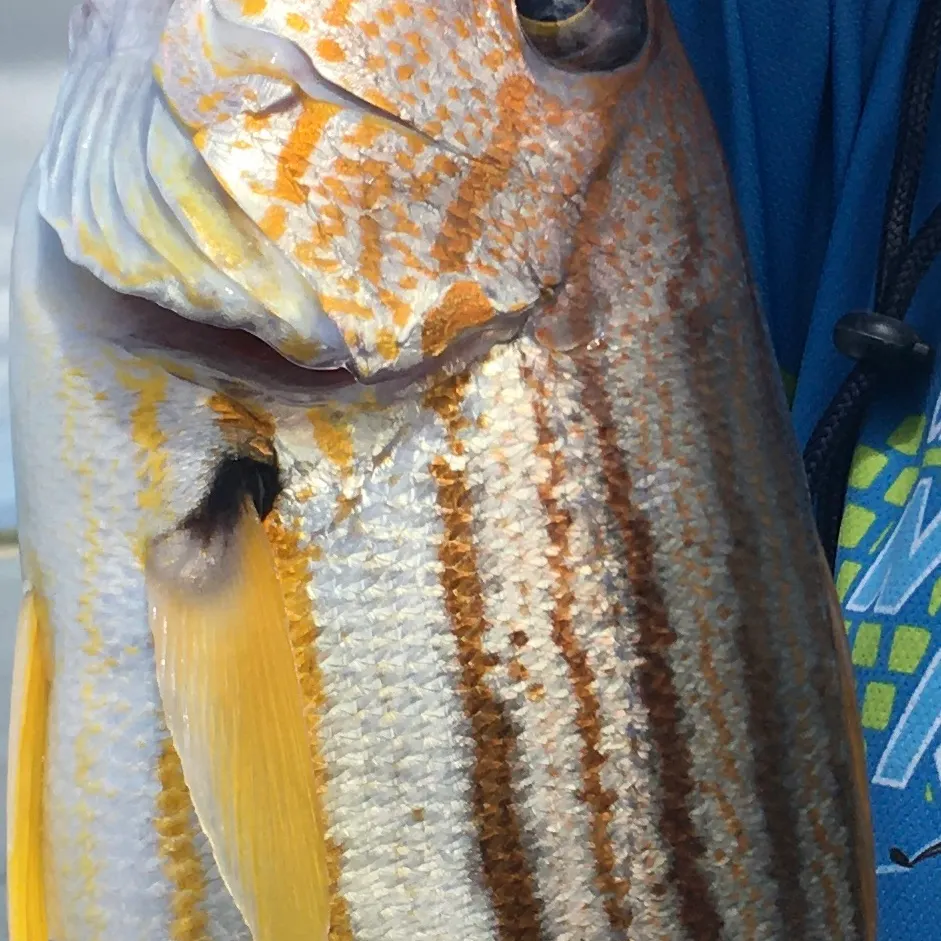 The most recent Spanish flag snapper catches on Fishbrain