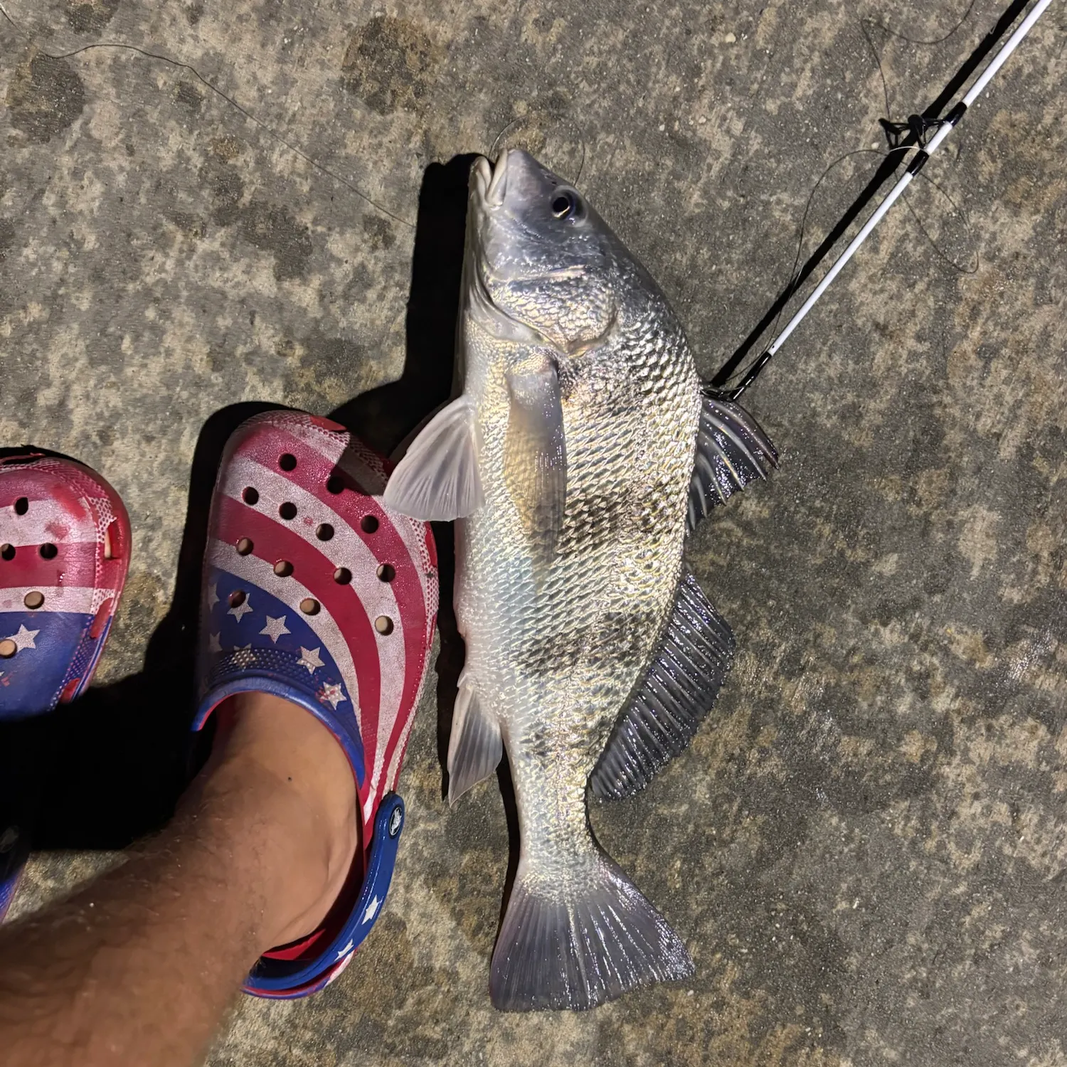 Black drum caught on Fishbrain