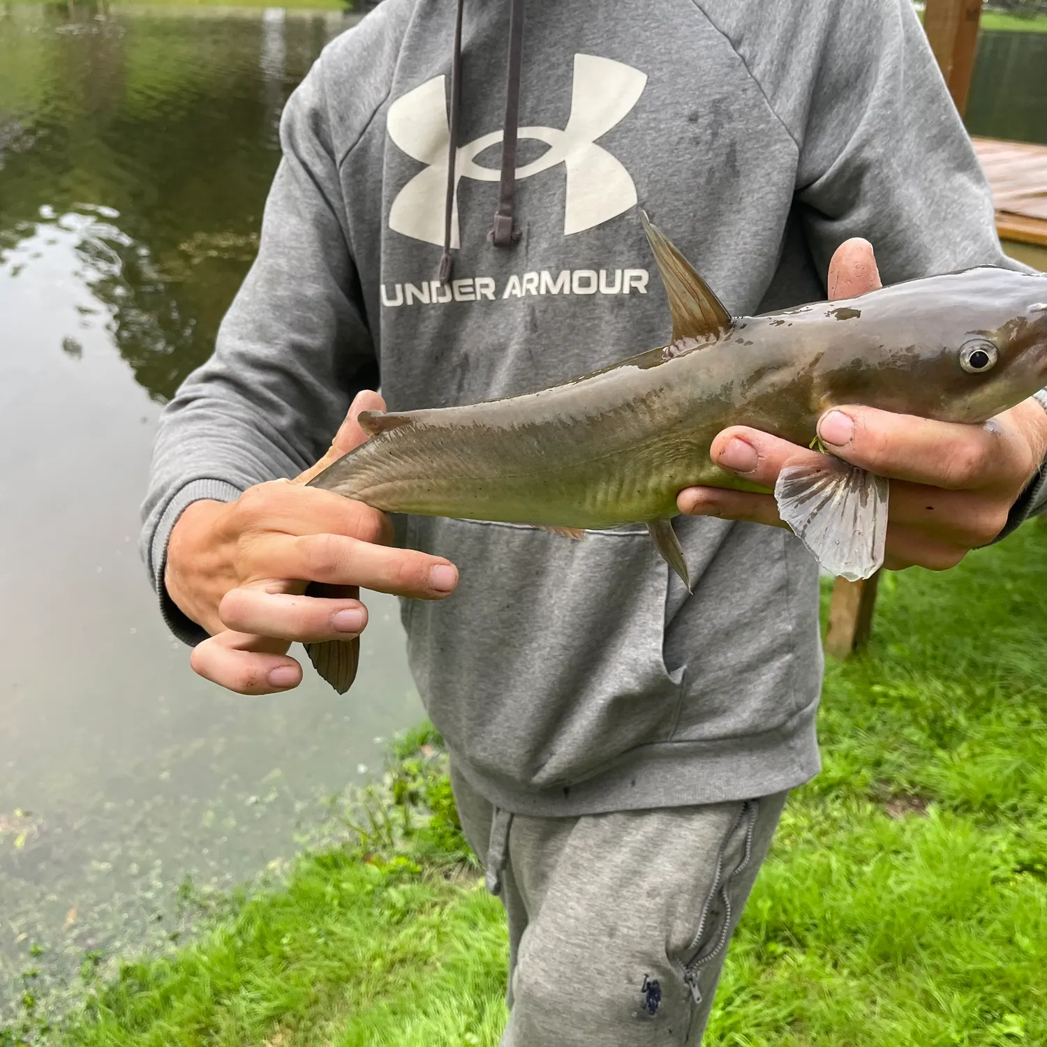 Channel catfish caught on Fishbrain