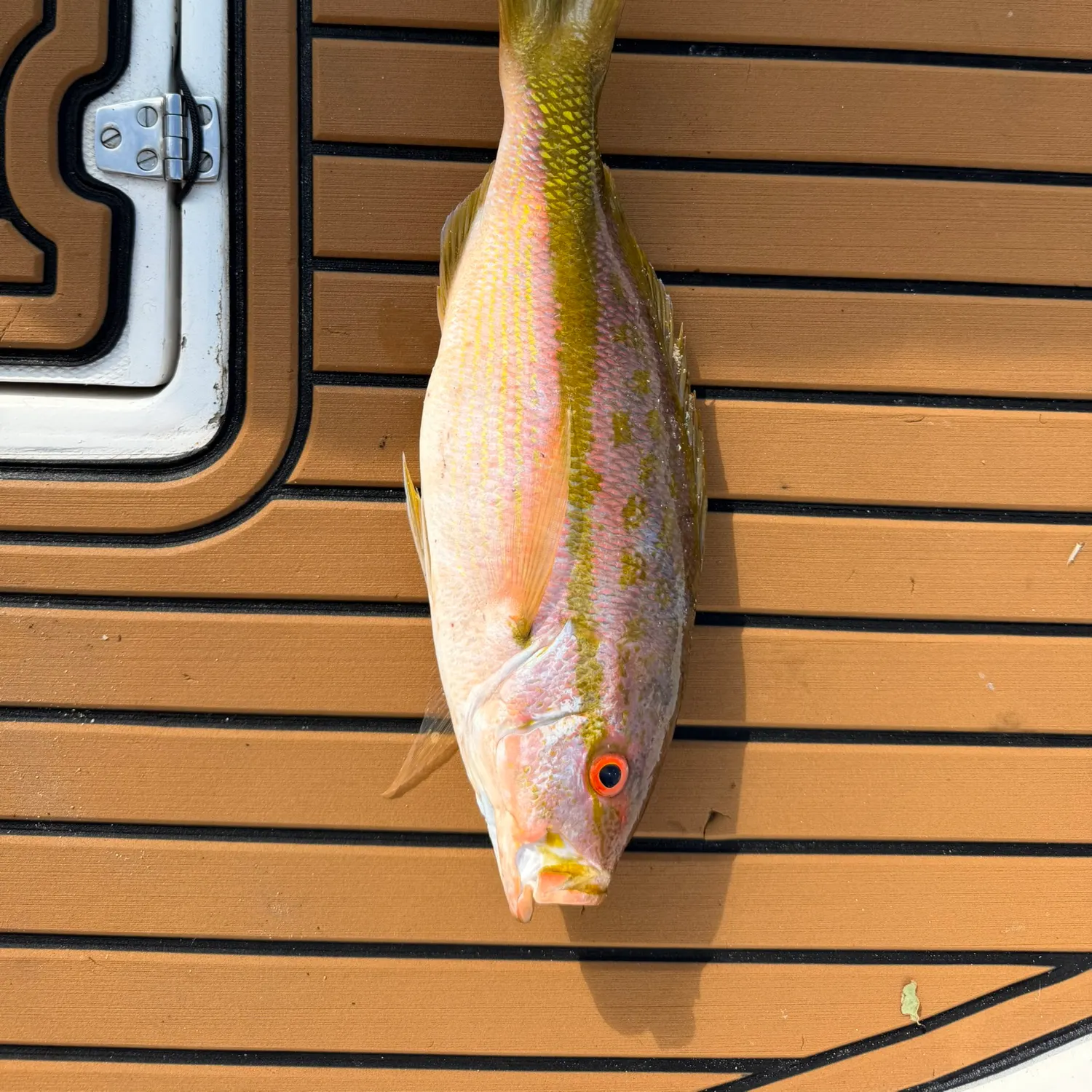 The most recent Yellowtail snapper catches on Fishbrain