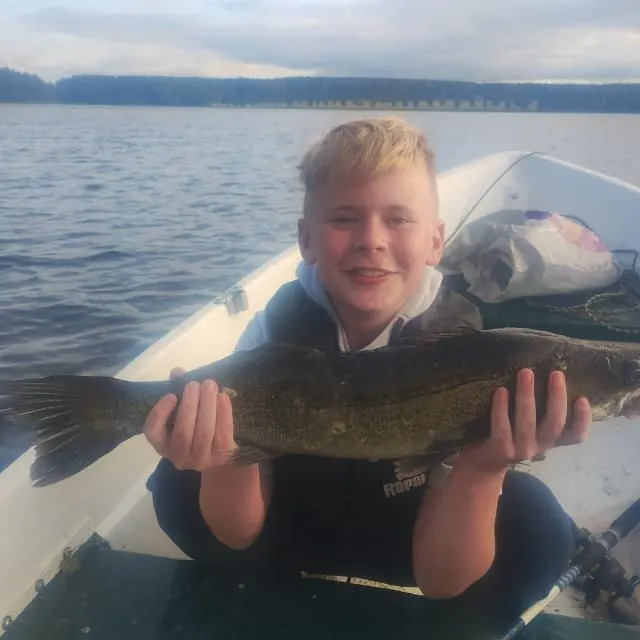 Zander caught on Fishbrain