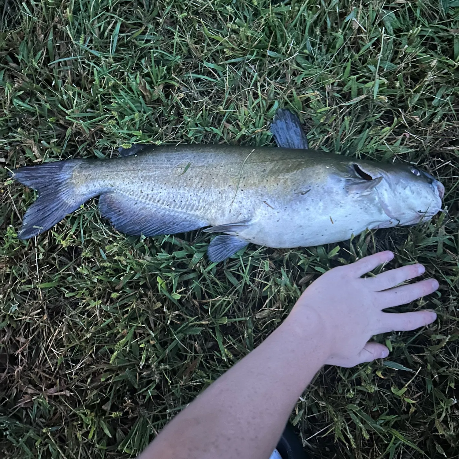 Channel catfish caught on Fishbrain