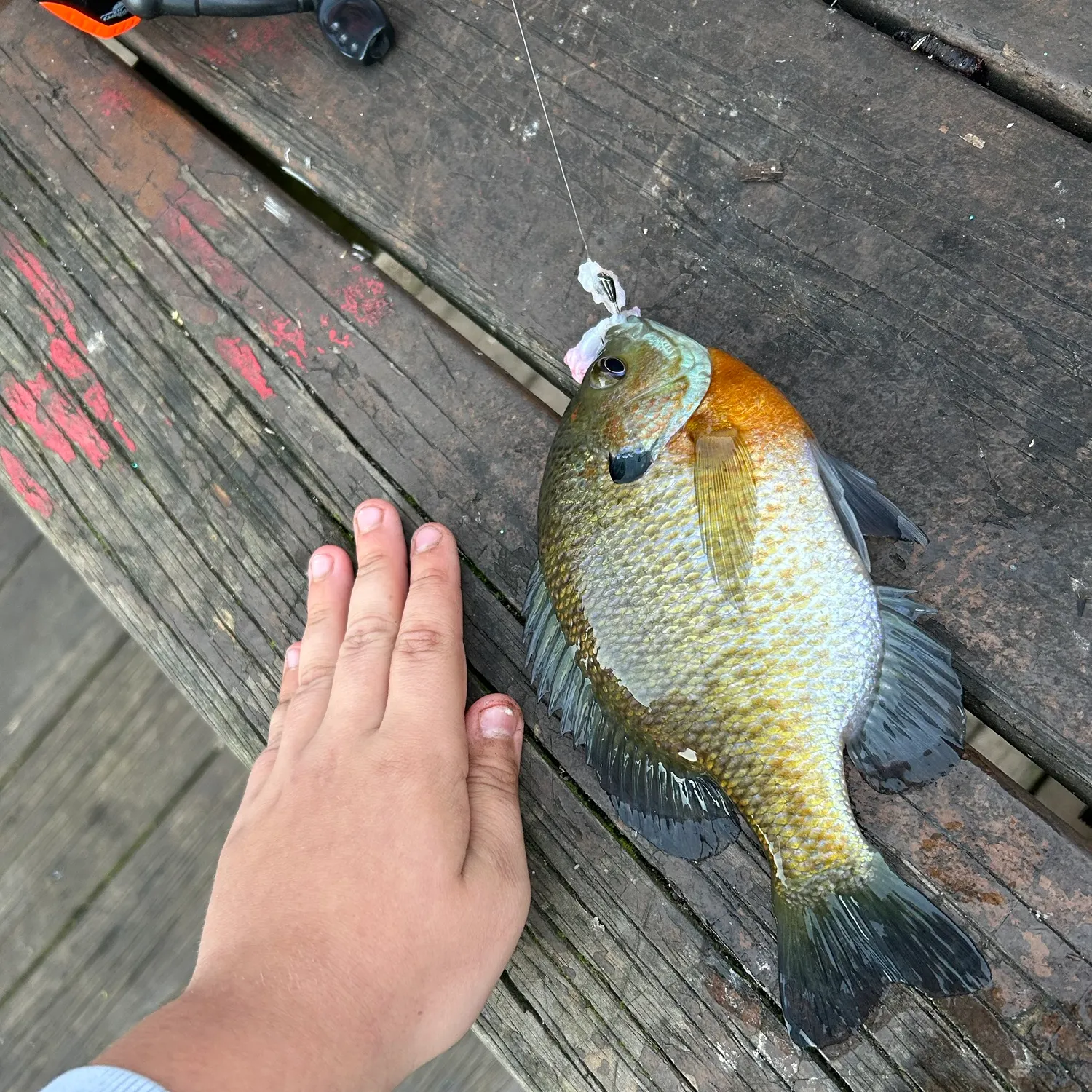 Bluegill caught on Fishbrain