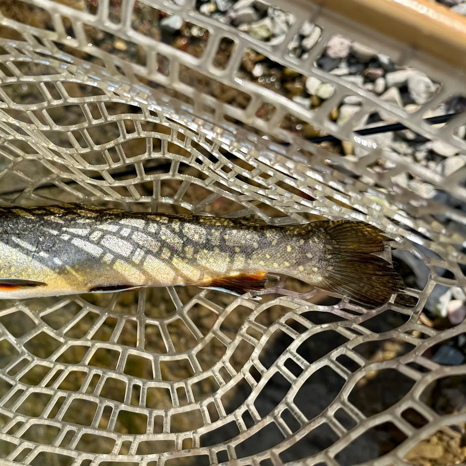 The most recent Bull trout catches on Fishbrain