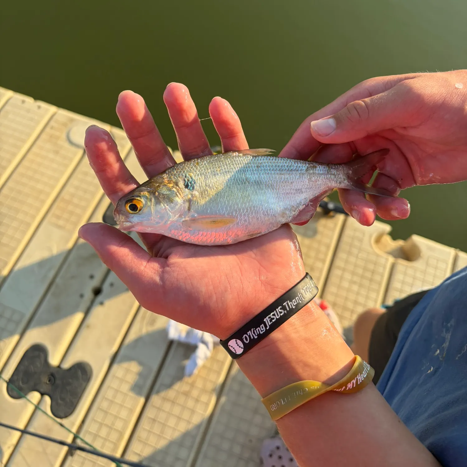 American gizzard shad caught on Fishbrain