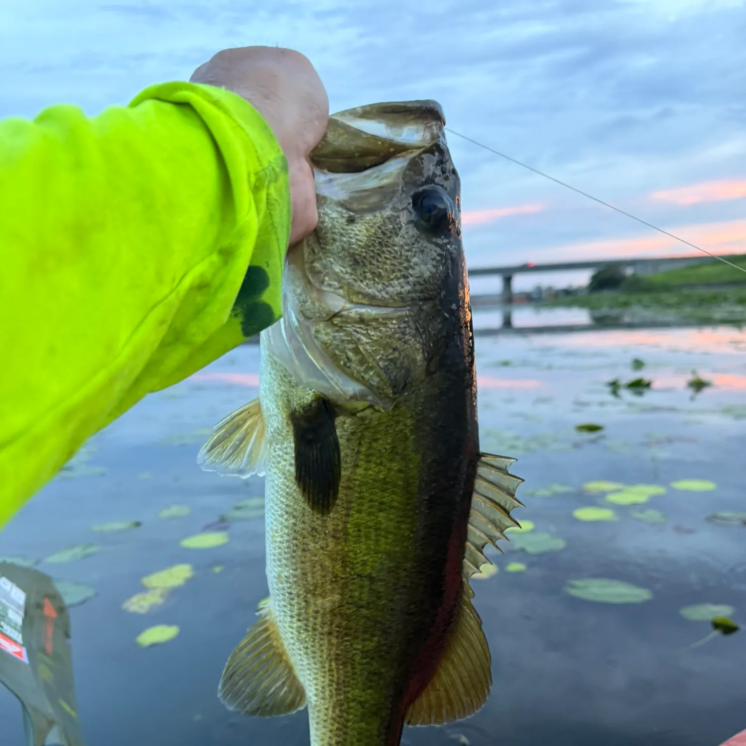 Largemouth bass caught on Fishbrain