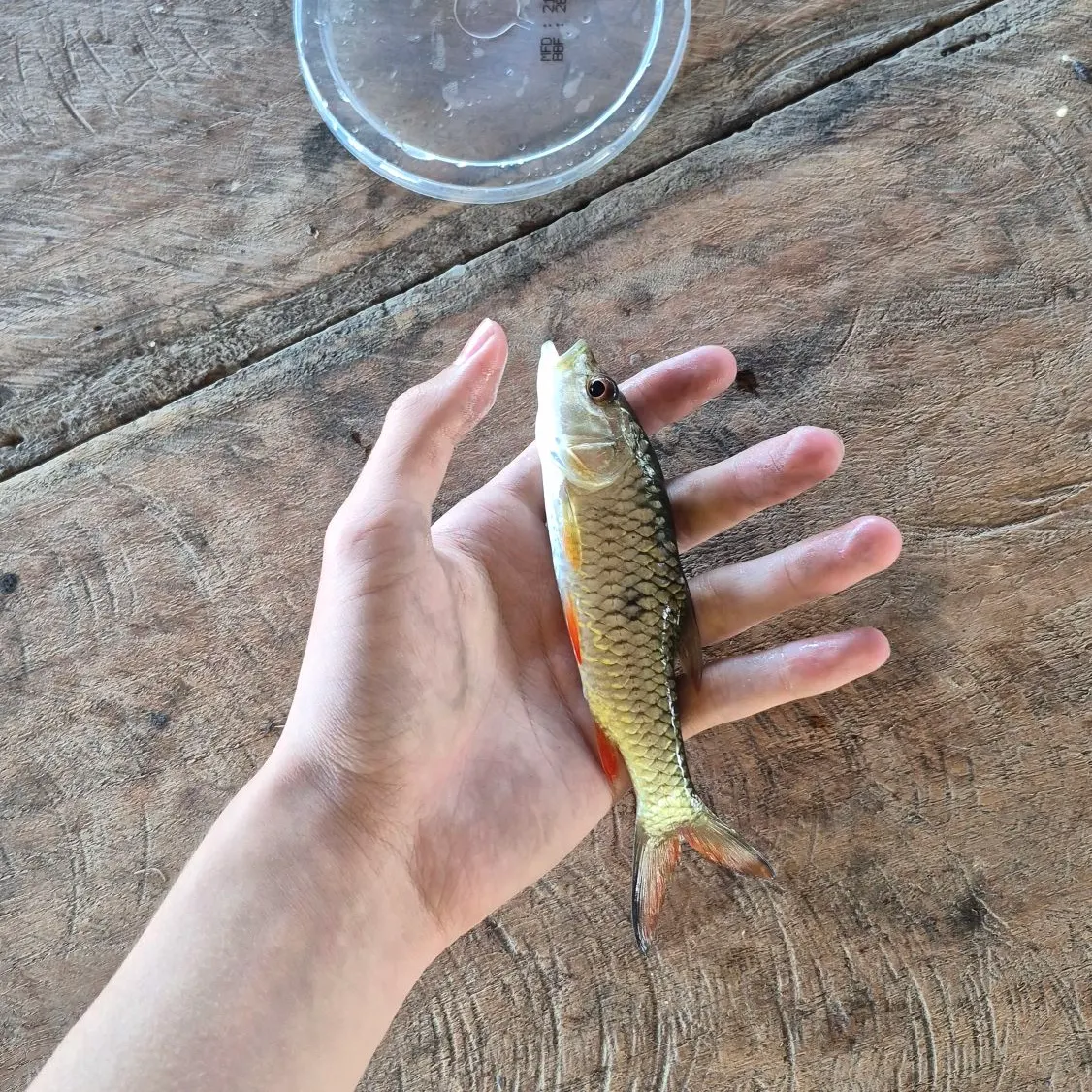 The most recent Hampala barb catches on Fishbrain