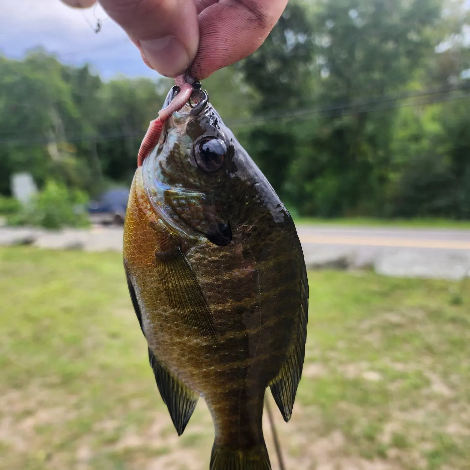 Greengill hybrid caught on Fishbrain