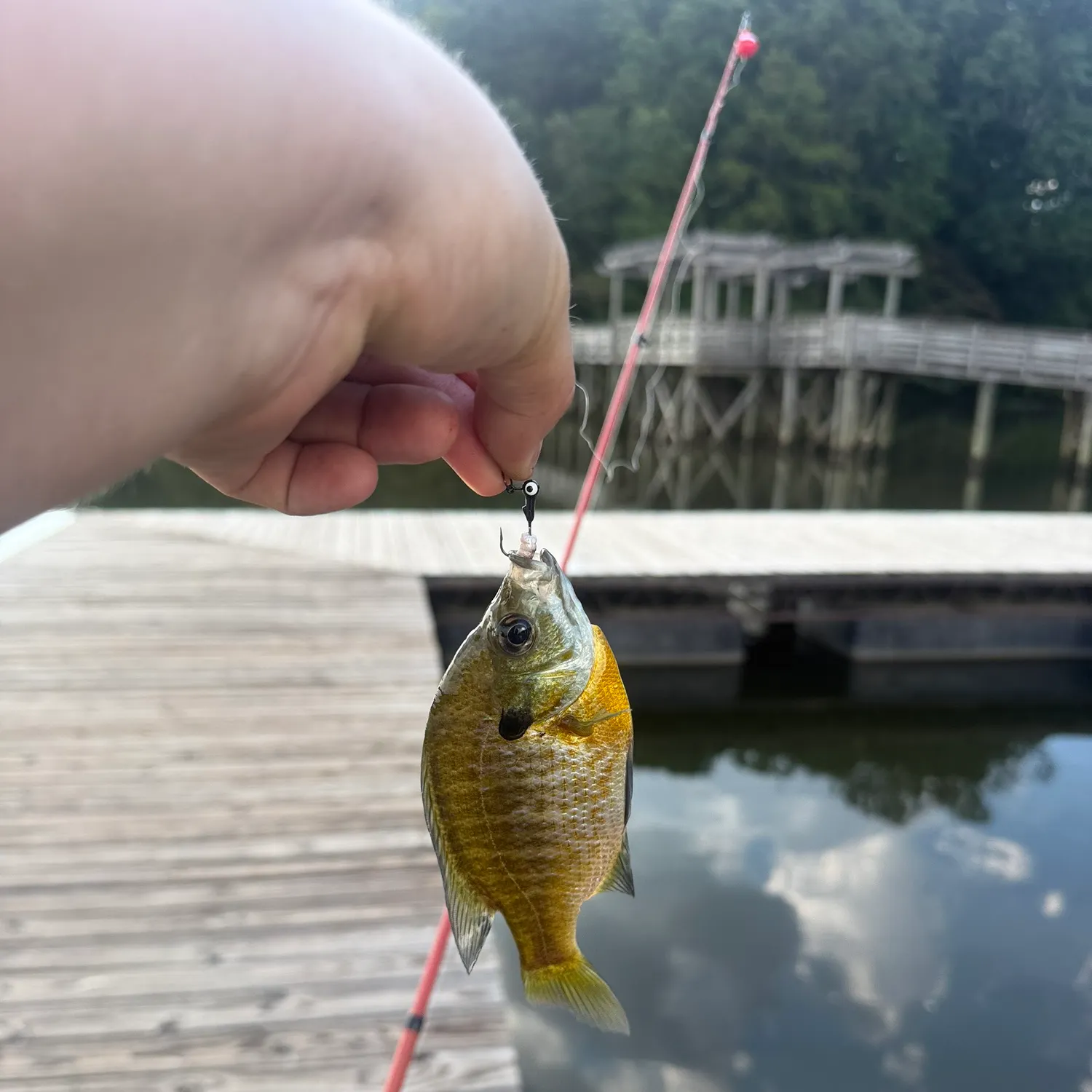 Bluegill caught on Fishbrain
