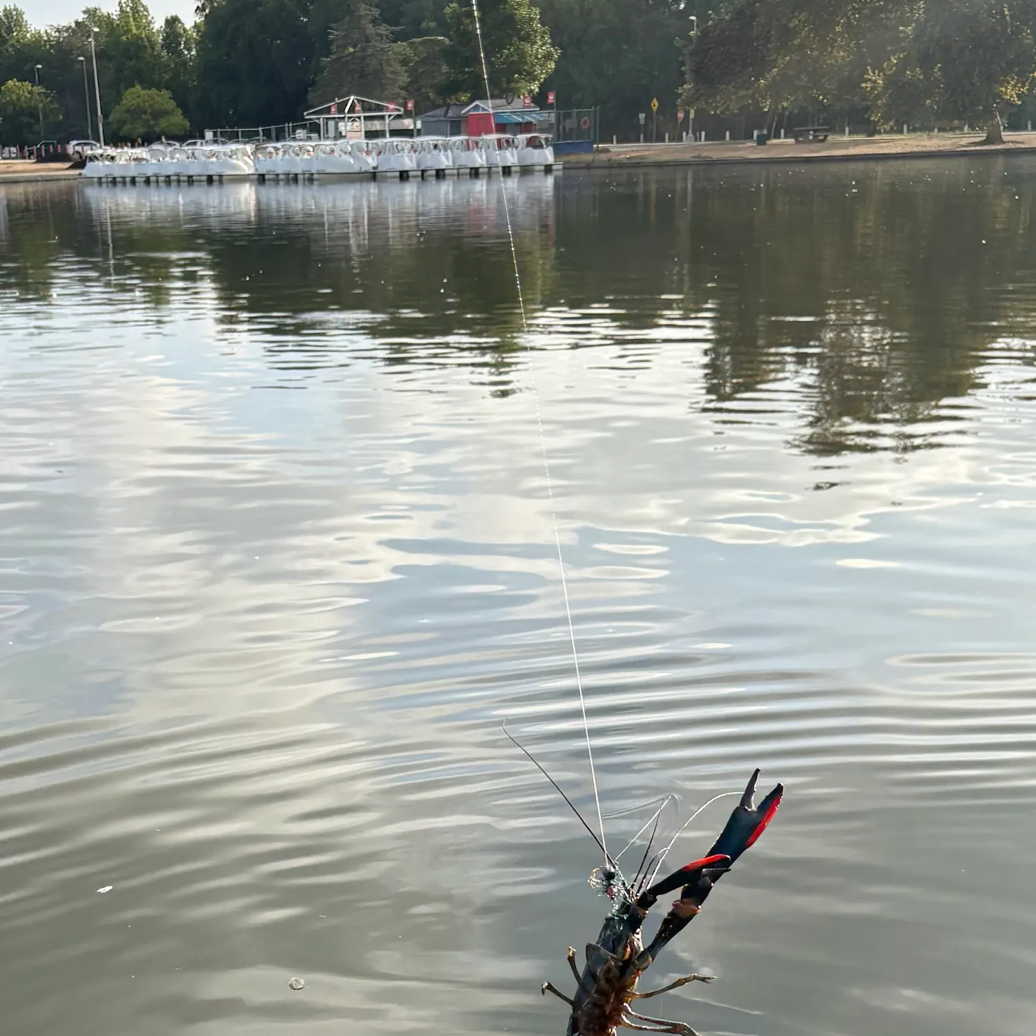 The most recent Australian redclaw crayfish catches on Fishbrain