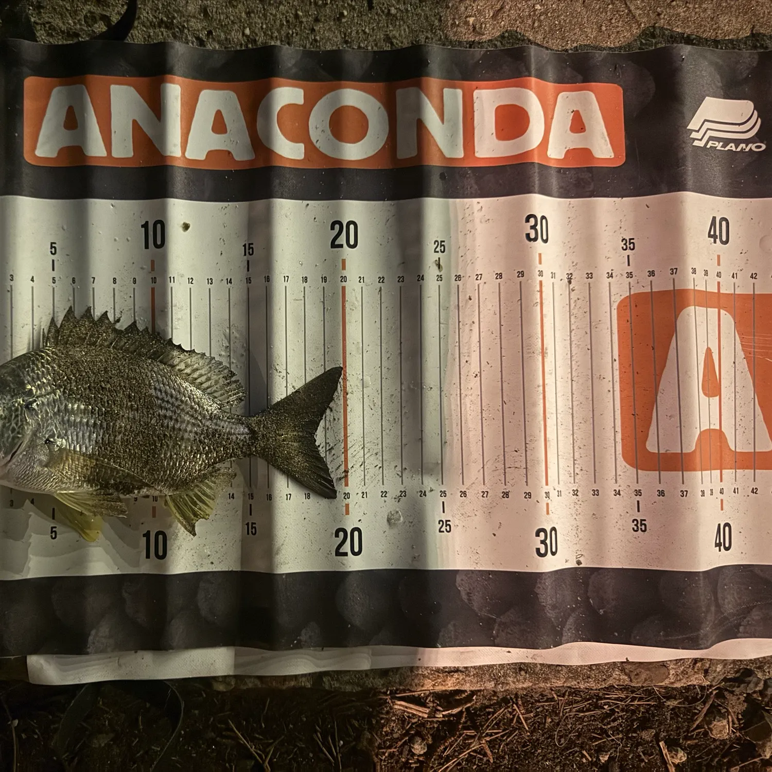 Goldlined seabream caught on Fishbrain