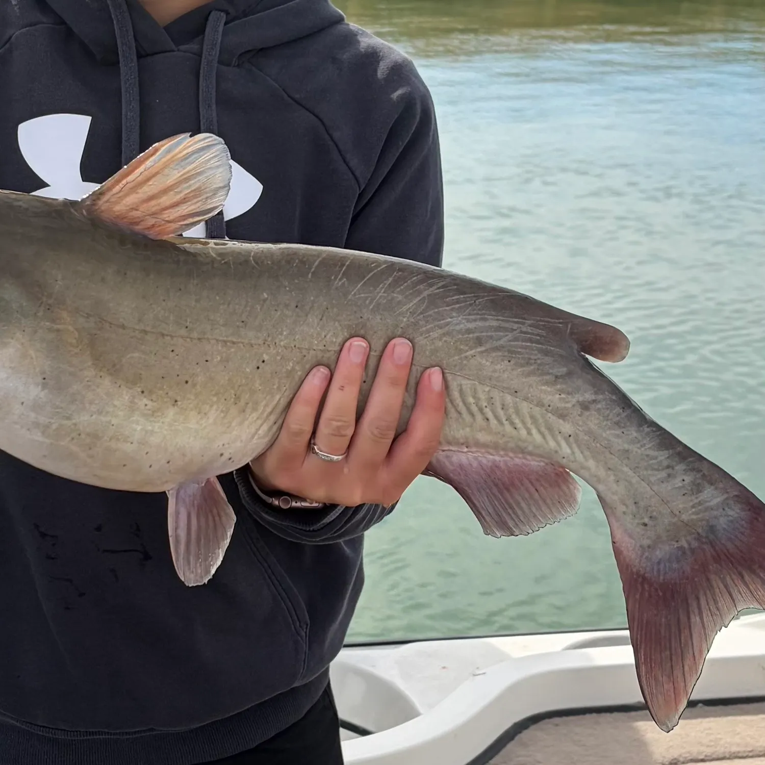 Channel catfish caught on Fishbrain