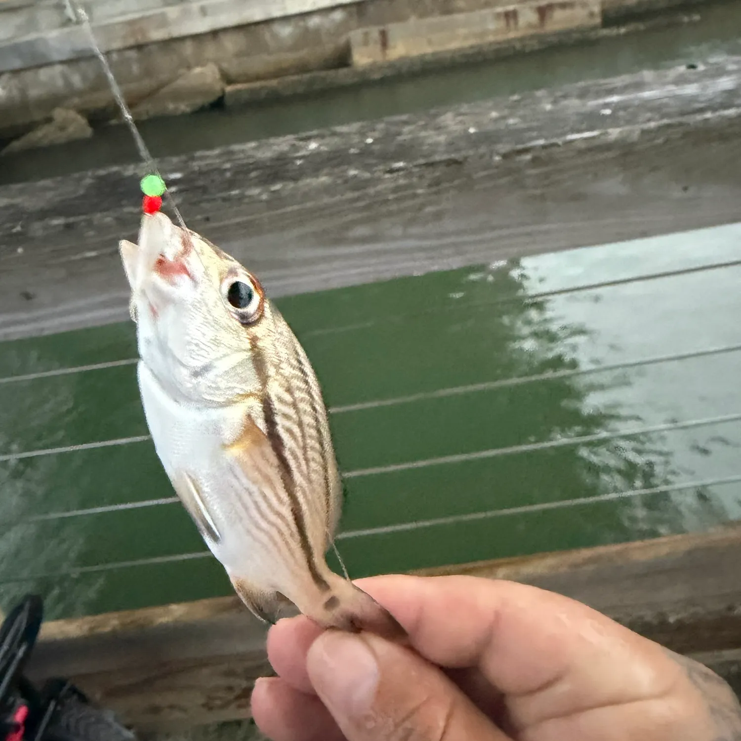 The most recent Caesar grunt catches on Fishbrain