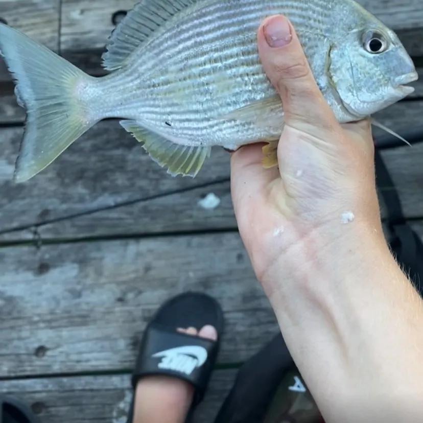 The most recent Goldlined seabream catches on Fishbrain
