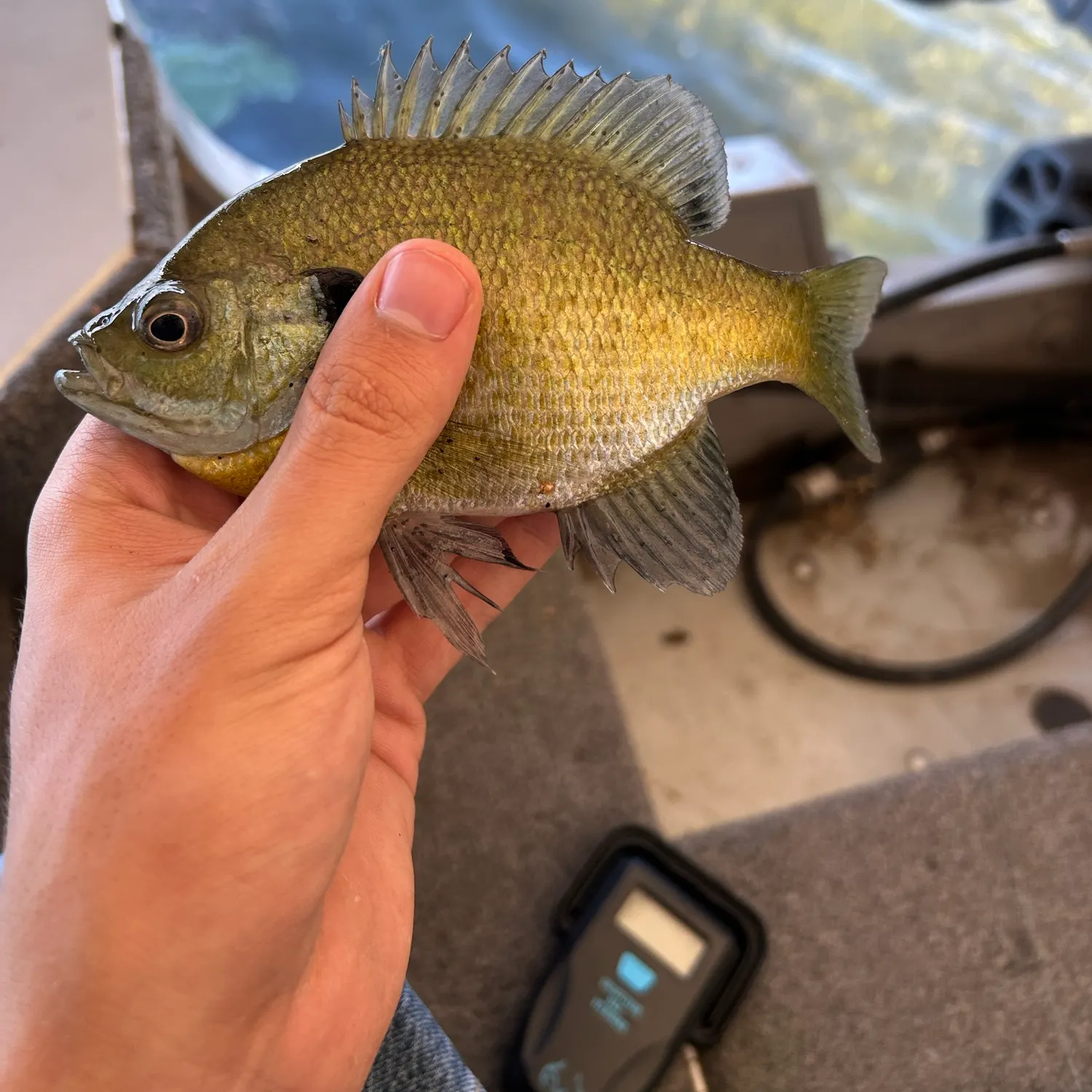 Bluegill caught on Fishbrain