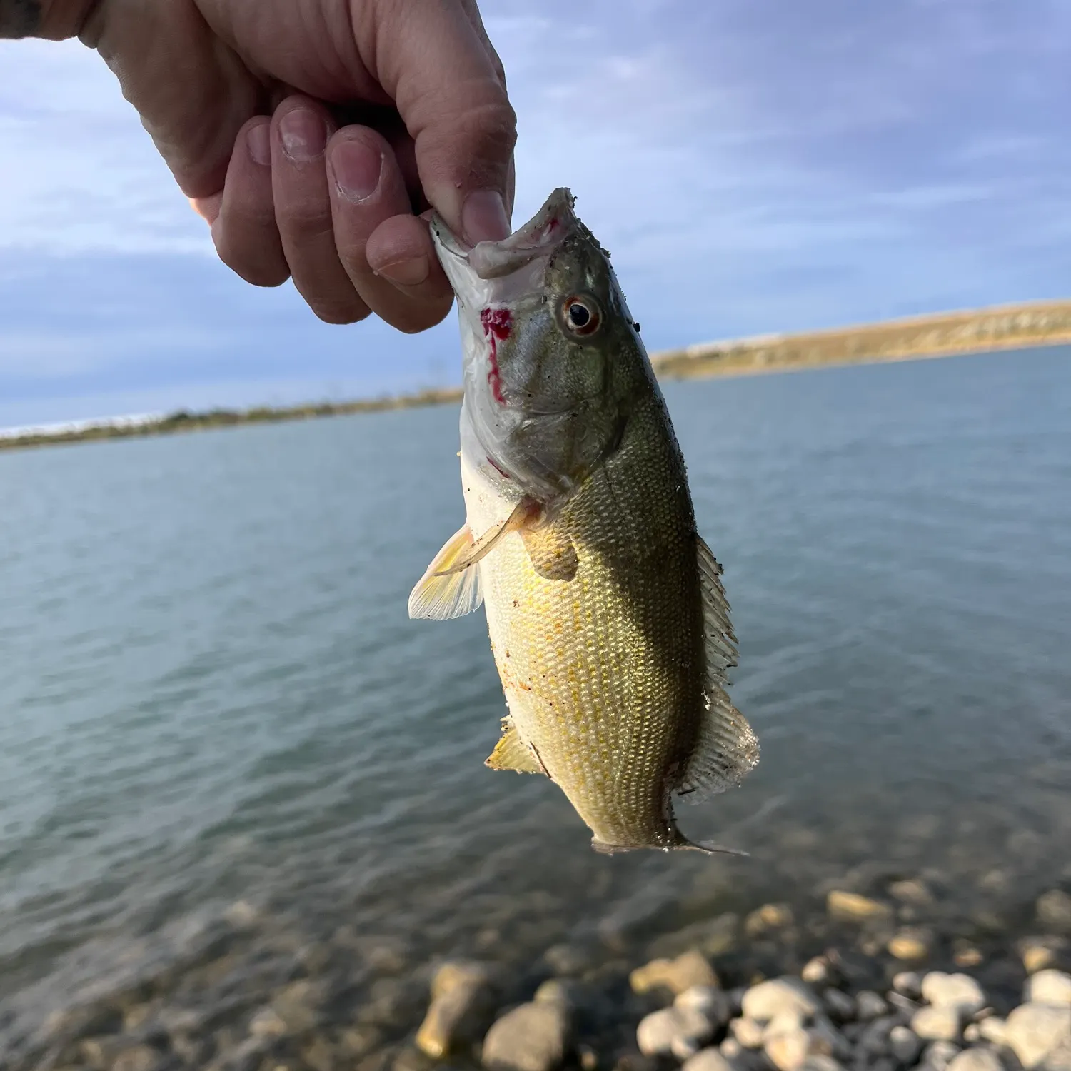 Fish caught on Fishbrain