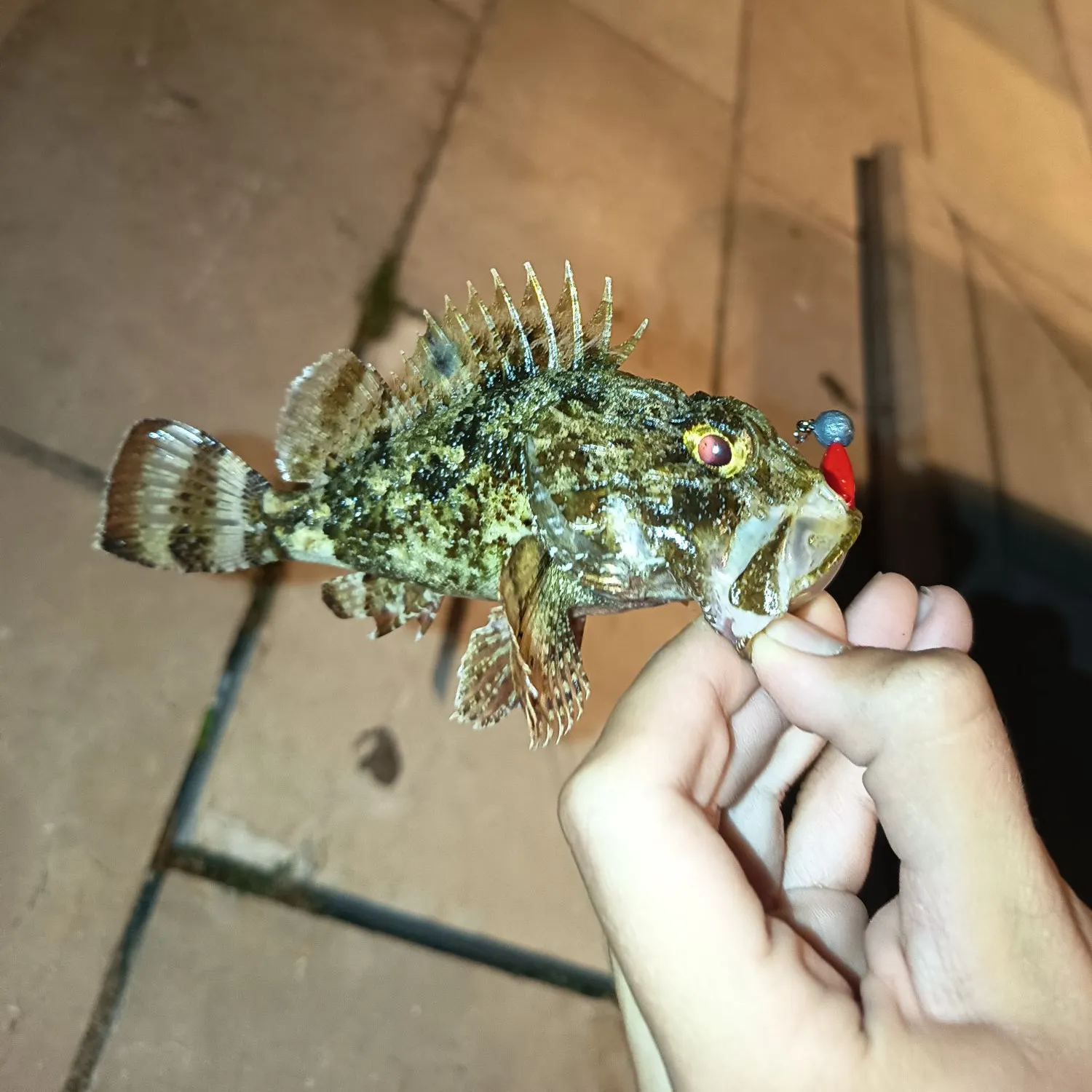 The most recent Black scorpionfish catches on Fishbrain