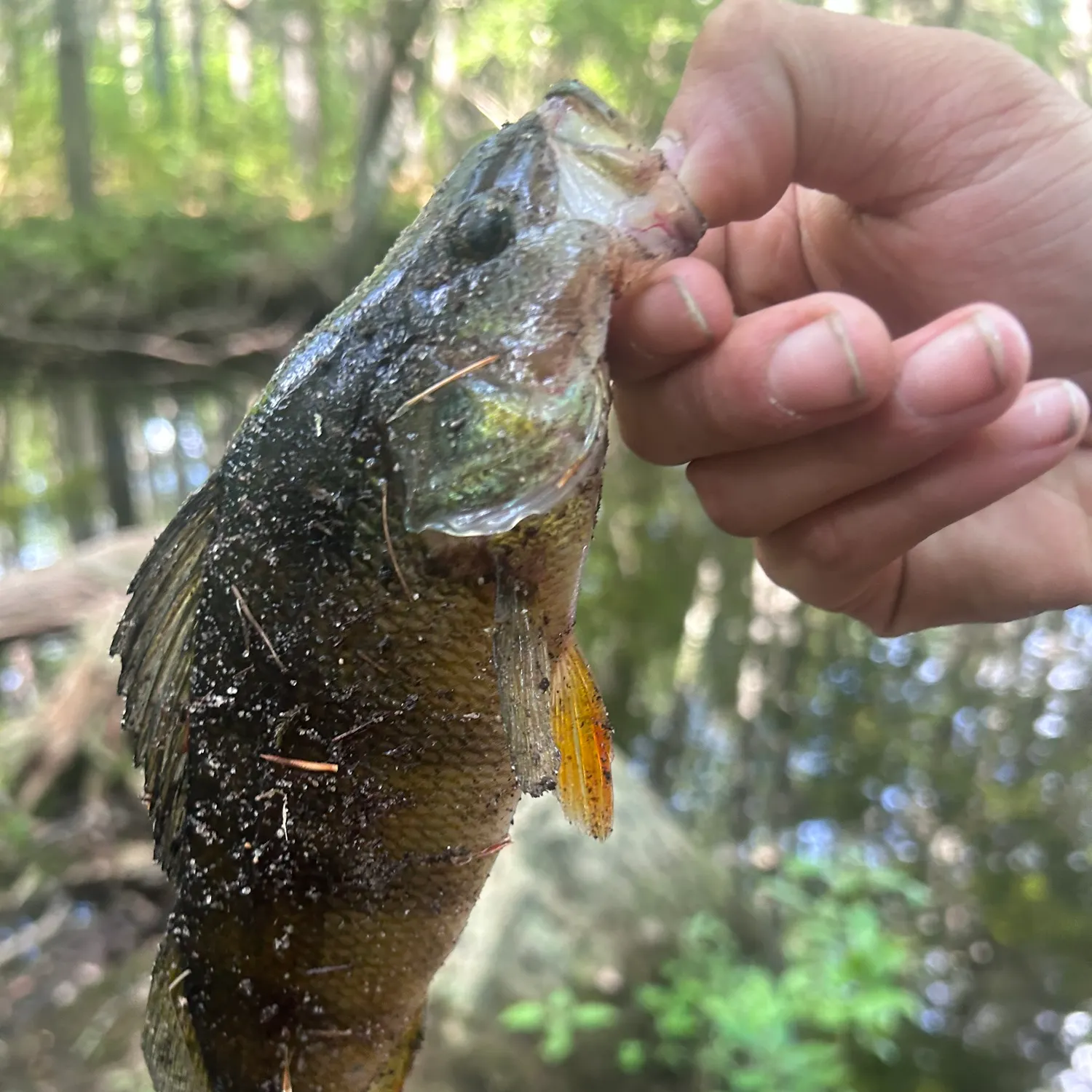 Yellow perch caught on Fishbrain
