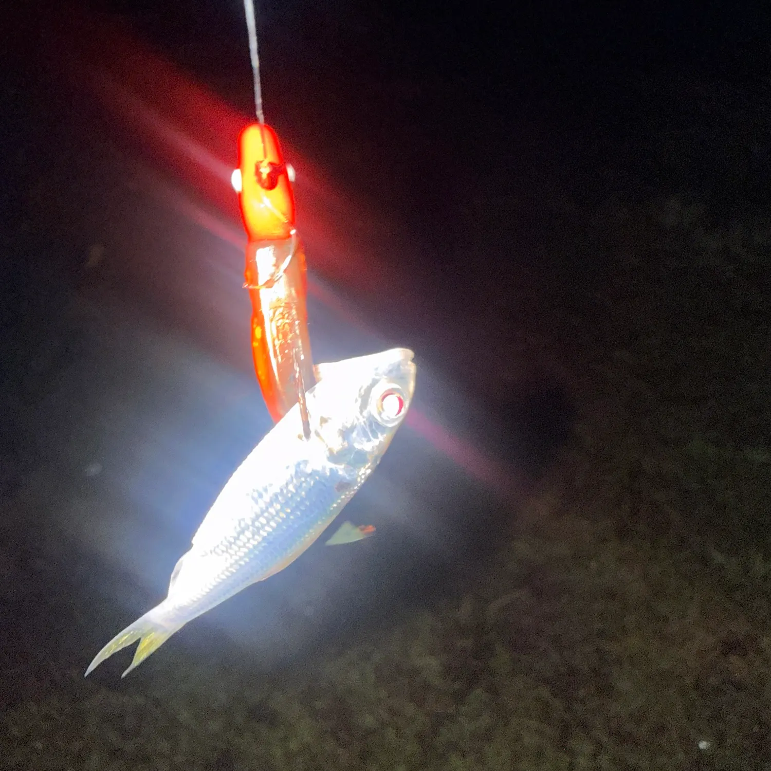 White bass caught on Fishbrain