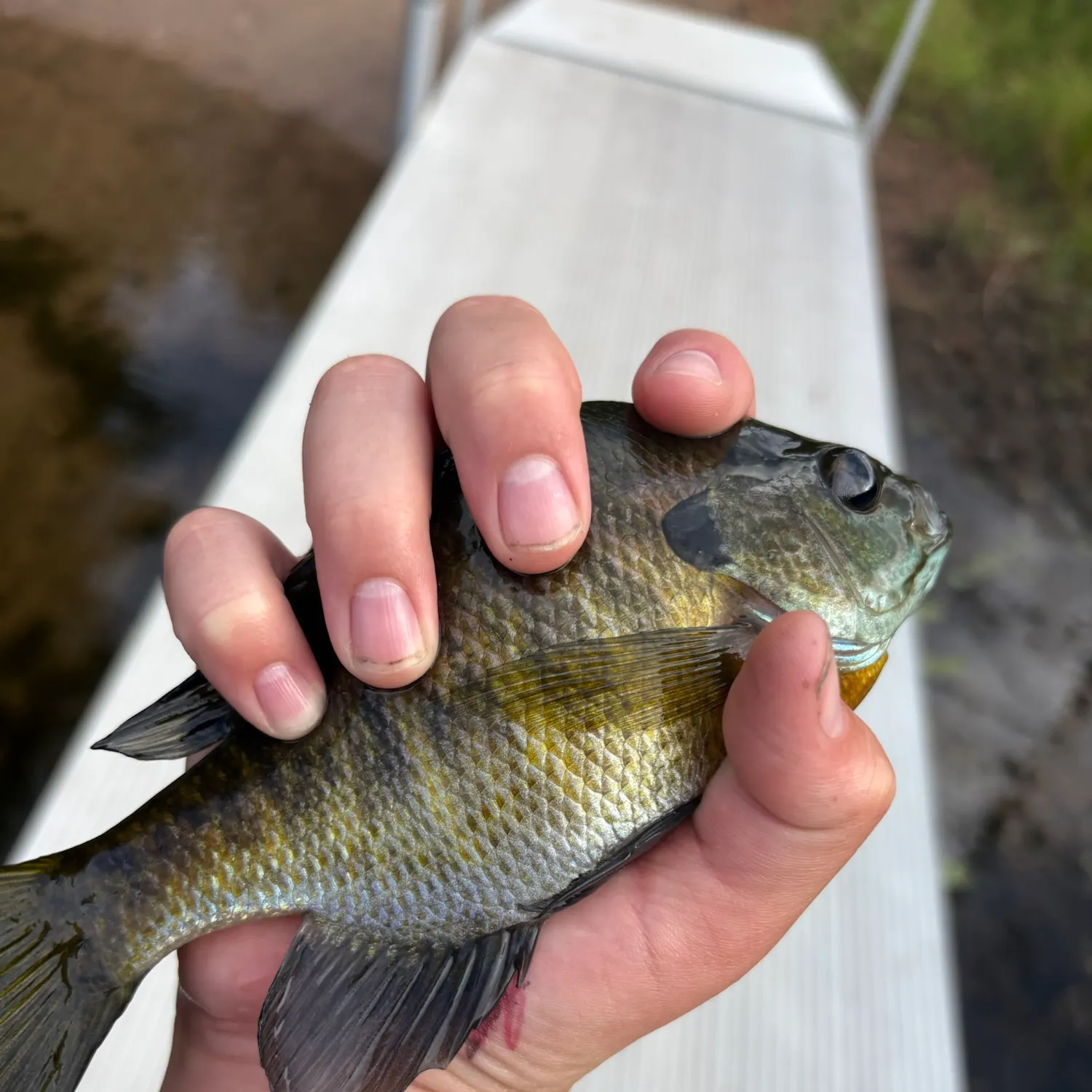 Bluegill caught on Fishbrain