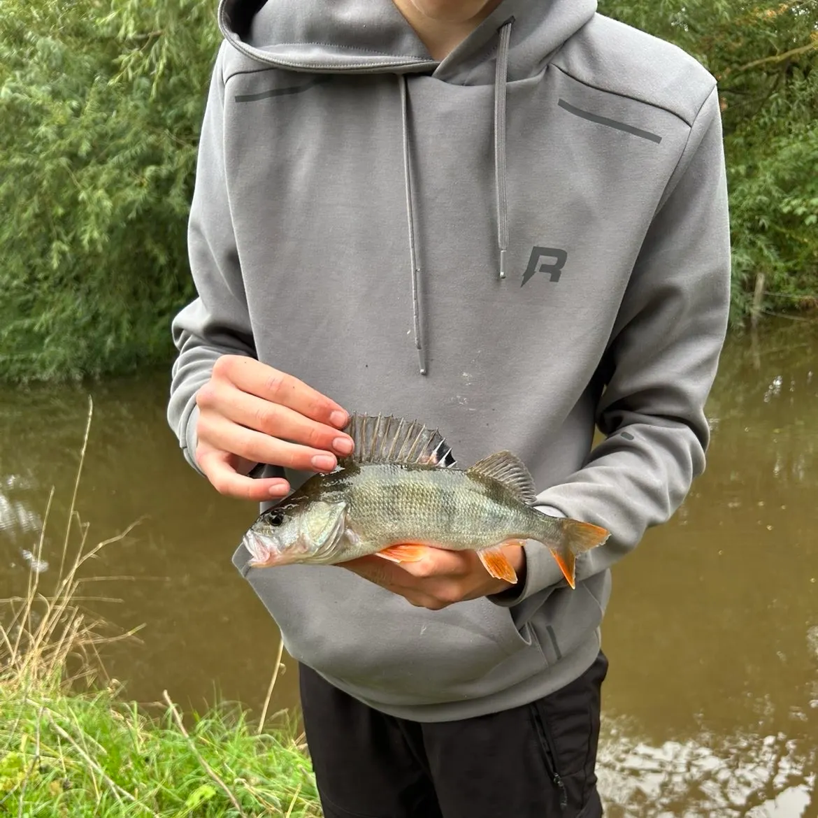 European perch caught on Fishbrain