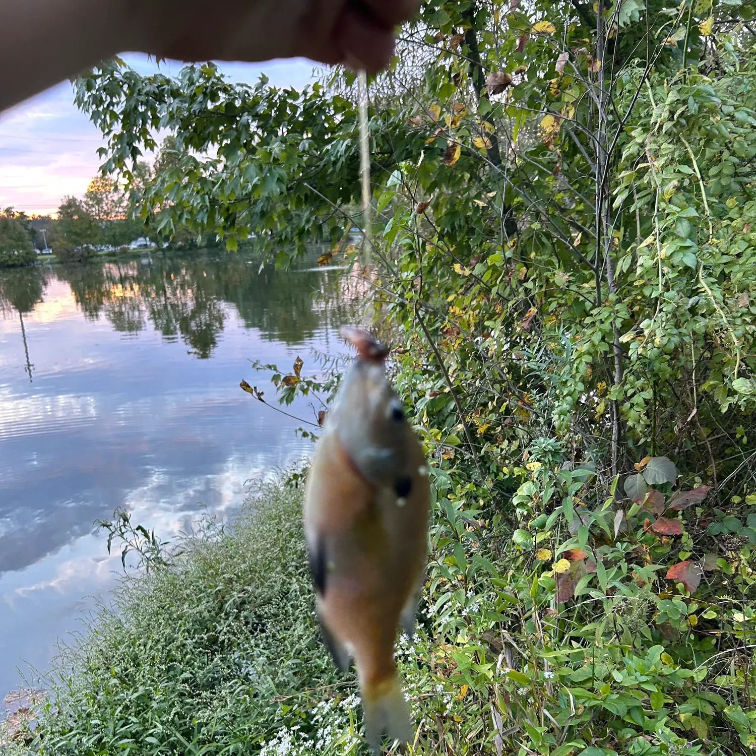Bluegill caught on Fishbrain