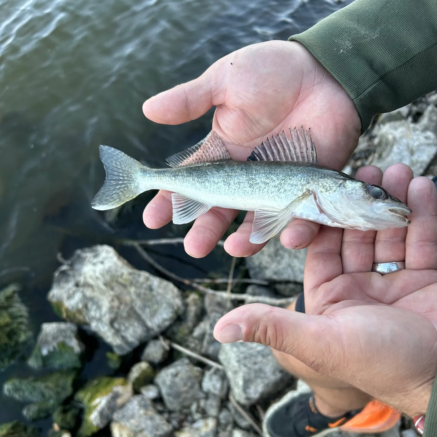 Walleye caught on Fishbrain