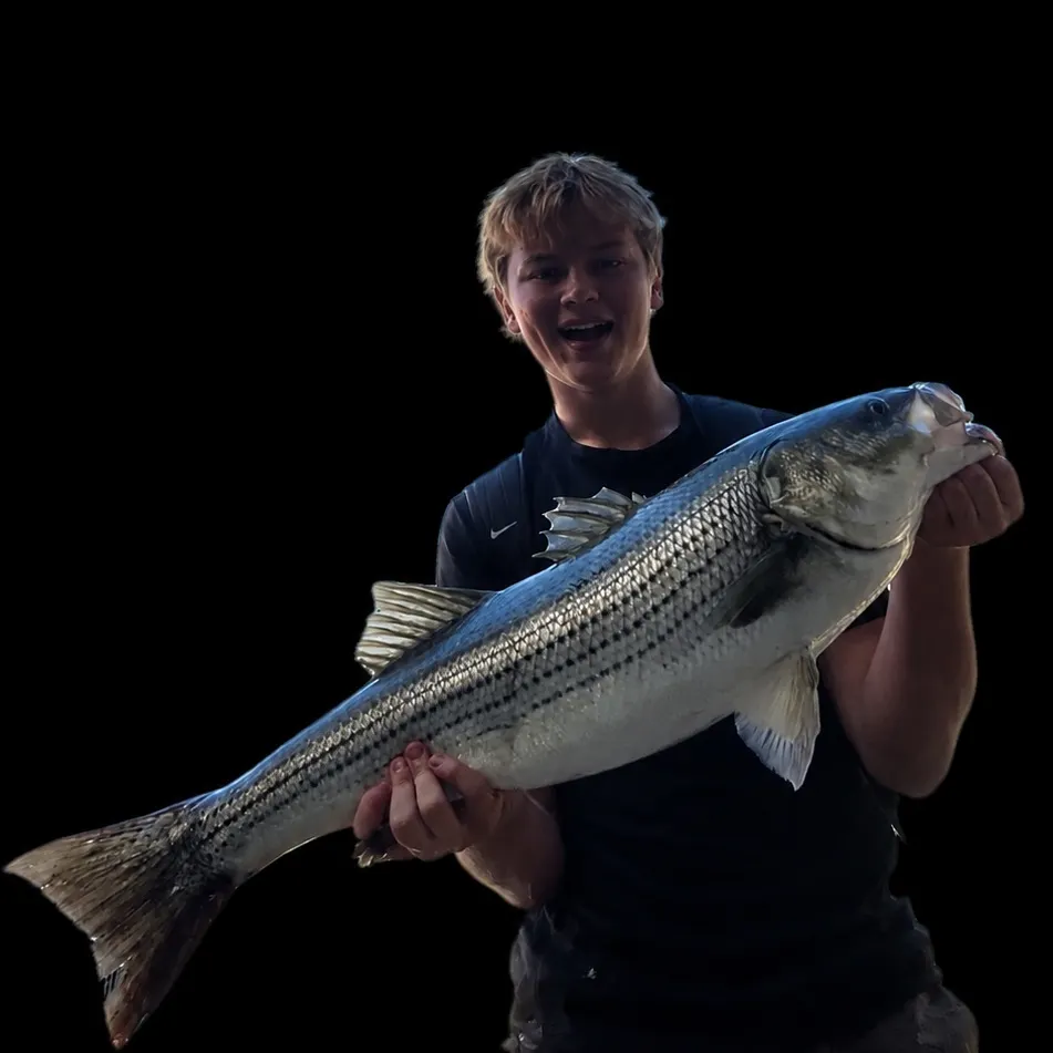 Striped bass caught on Fishbrain